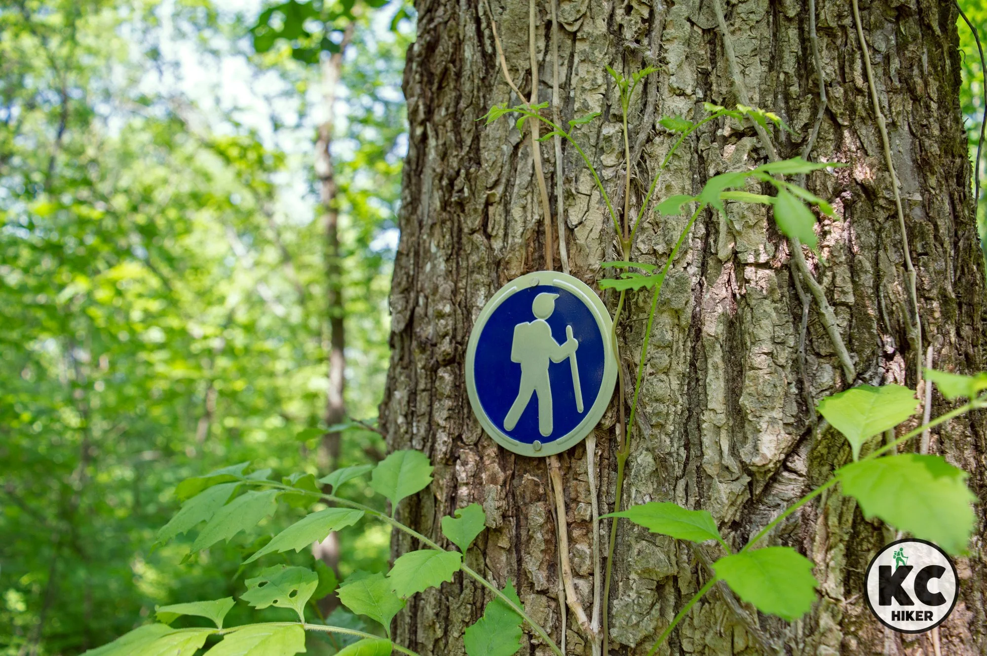 Explore a remote peninsula of Clinton Lake at Woodridge Primitive Park