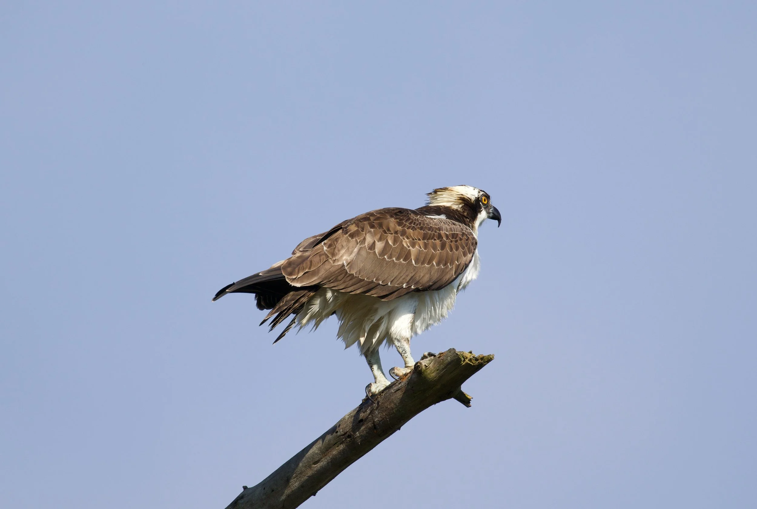 Audubon Society Antioch Marsh Trip