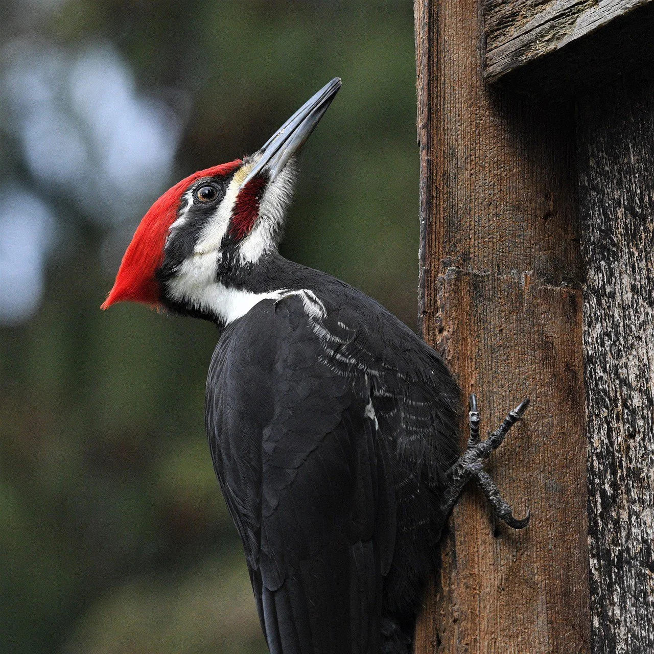 Survey prairie birds at Jerry Smith Park