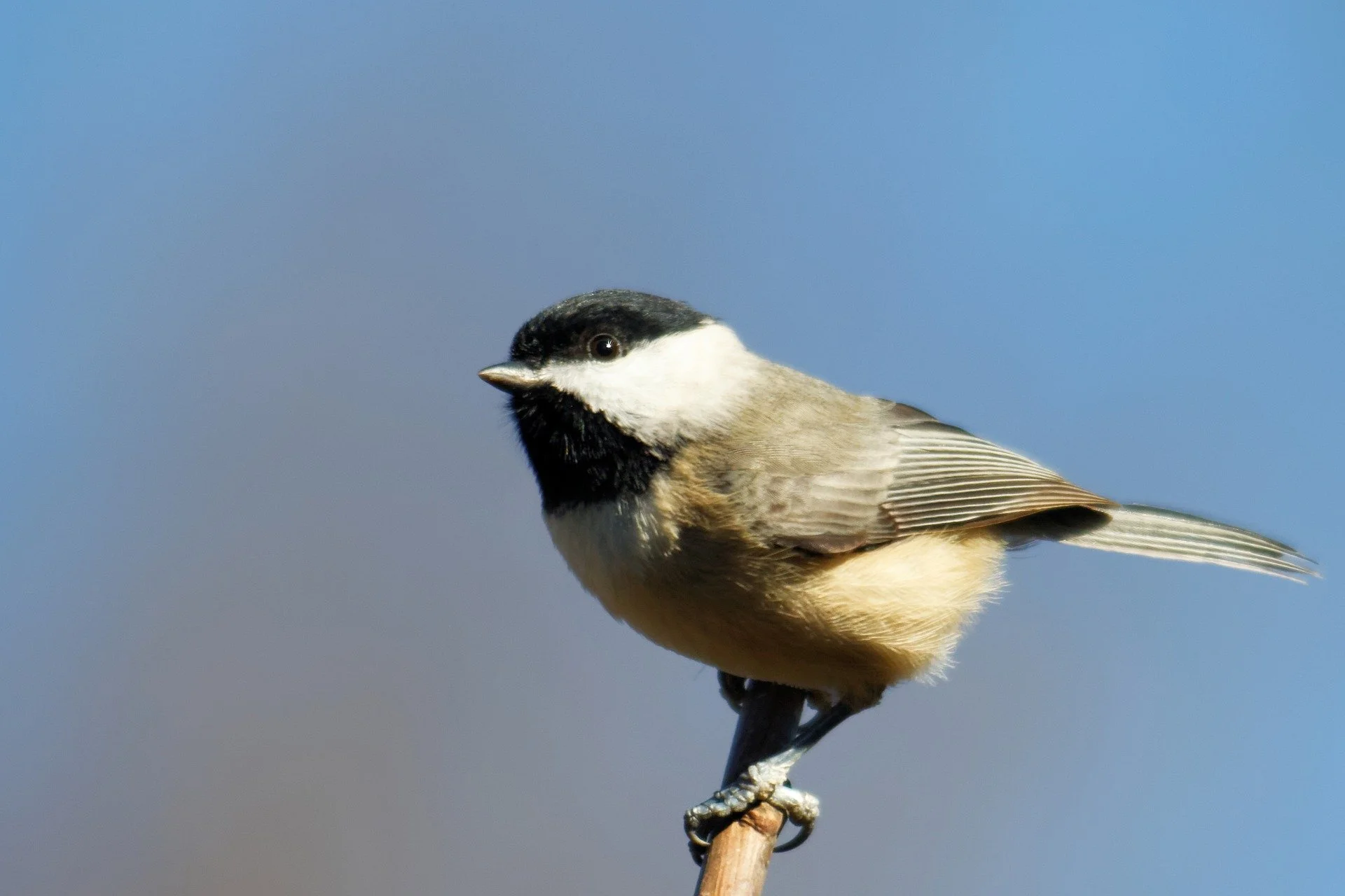 Join a group survey of birds along the Blue River