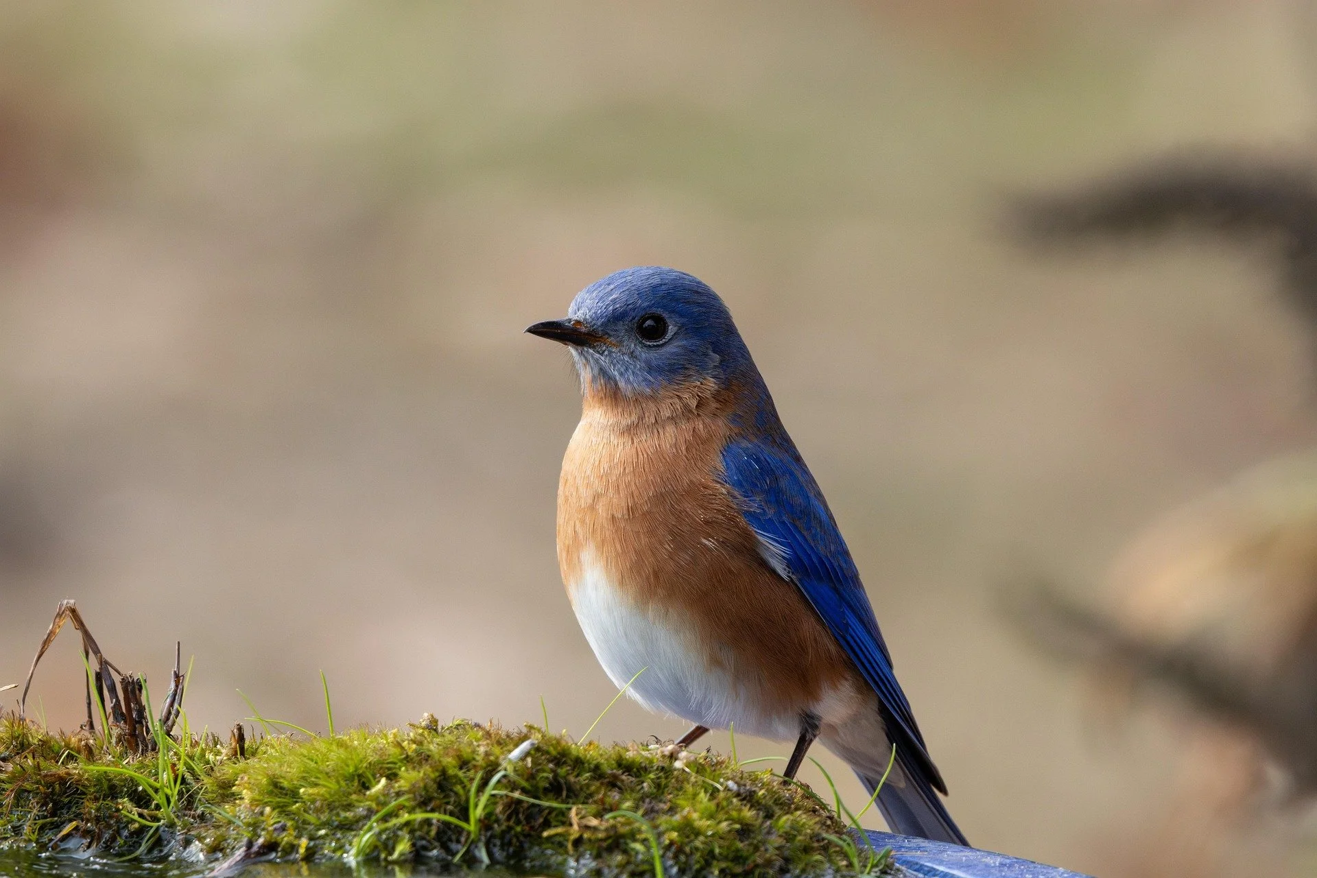 Meet Bluebirds: Year-Round Cheerful Charmers