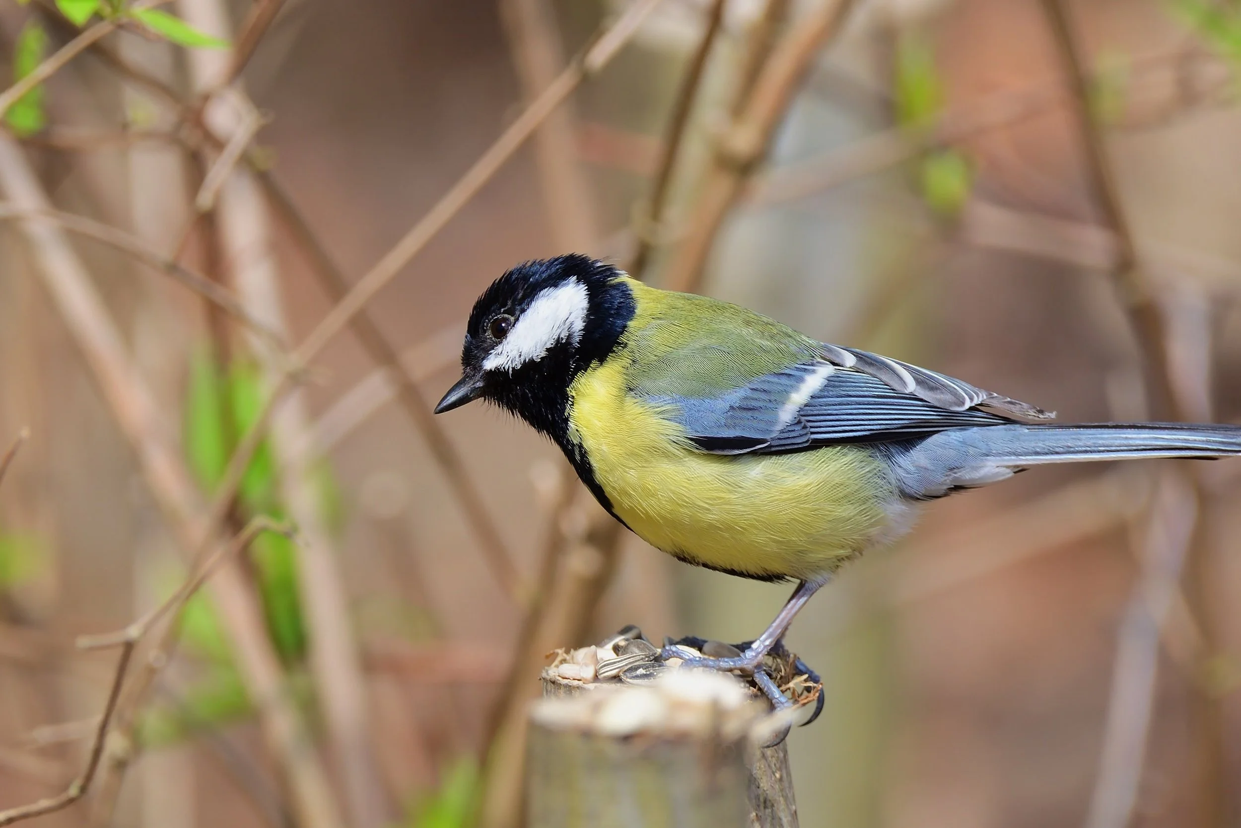 Walk With A Naturalist: Bird Watching for Beginners
