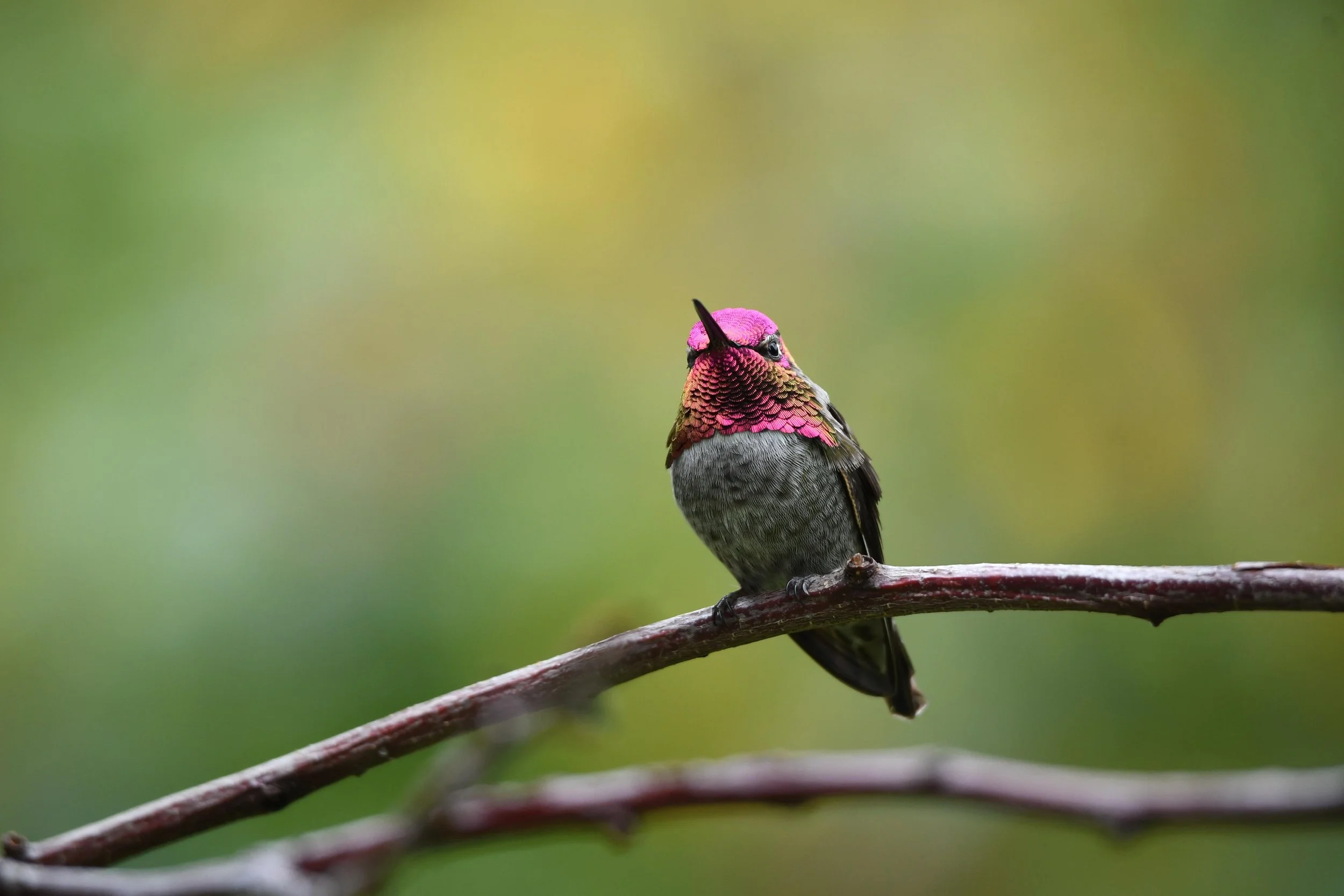 Put Out the Welcome Mat For Ruby-Throated Hummingbirds