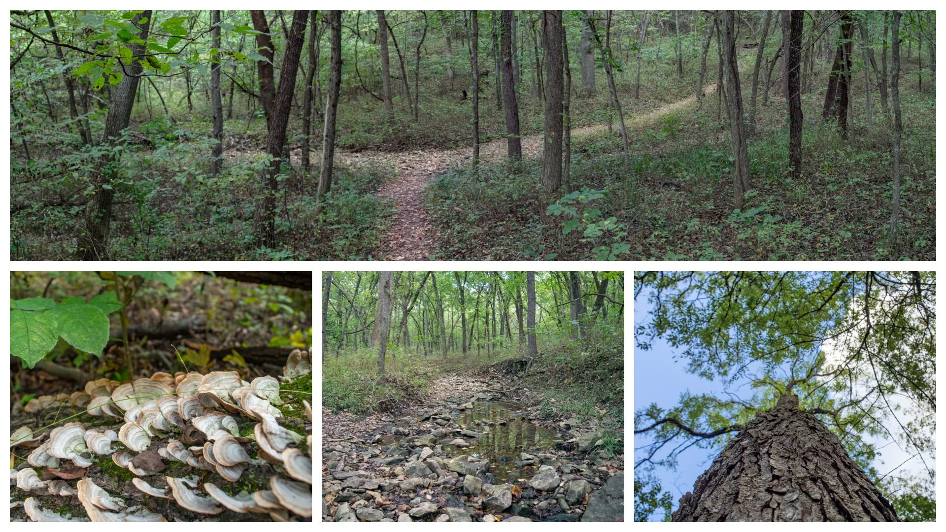 Lawrence Nature Park: Seclusion in the city