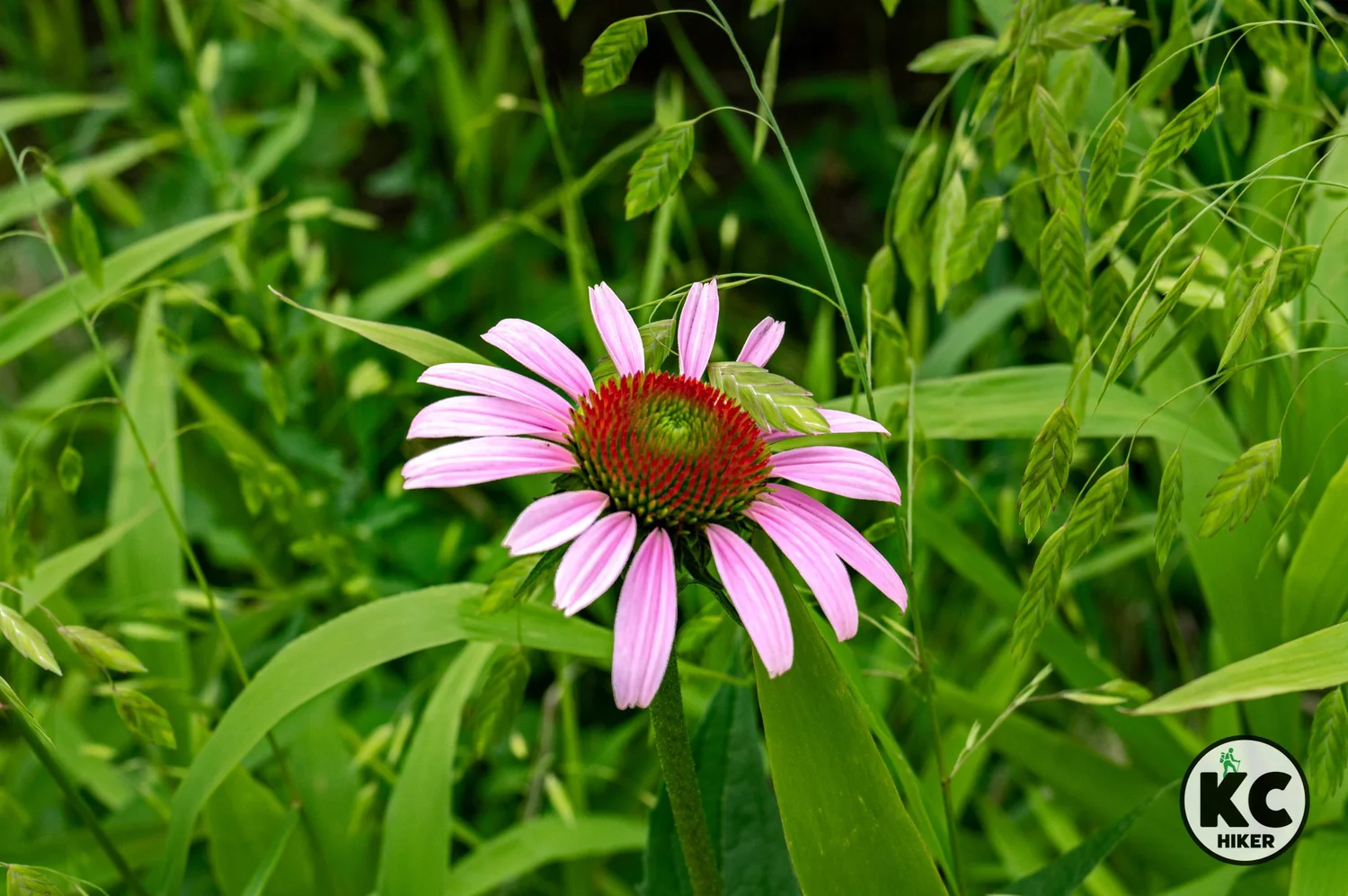 Waterfall Park An anchor of nature amid the bustle of suburbia KC Hiker