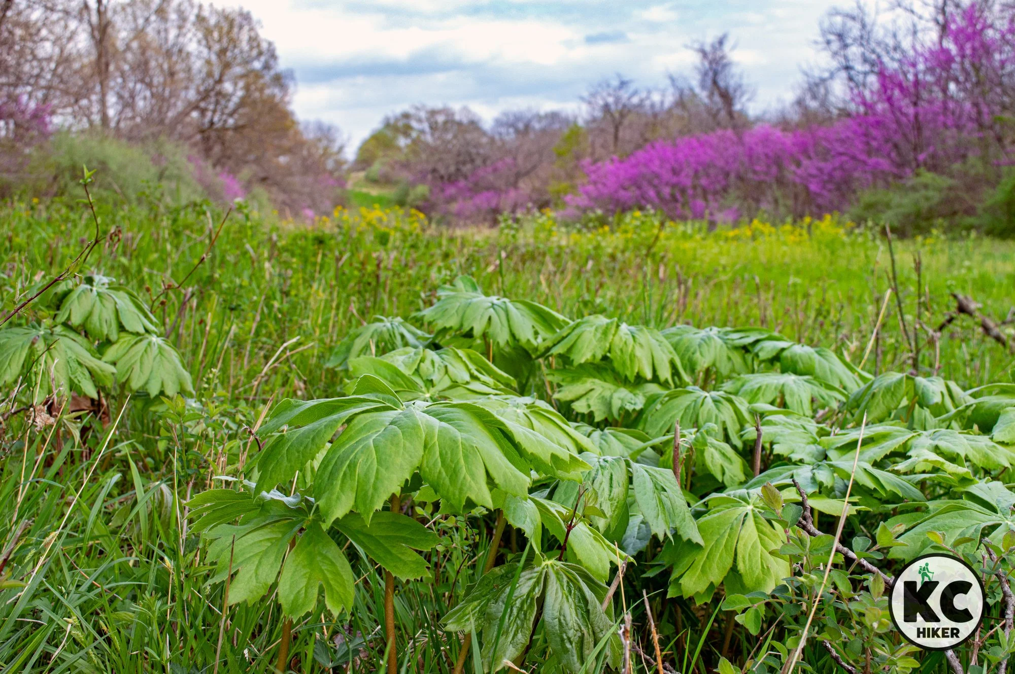 Jim Bridger Conservation Area, Lee's Summit, Missouri