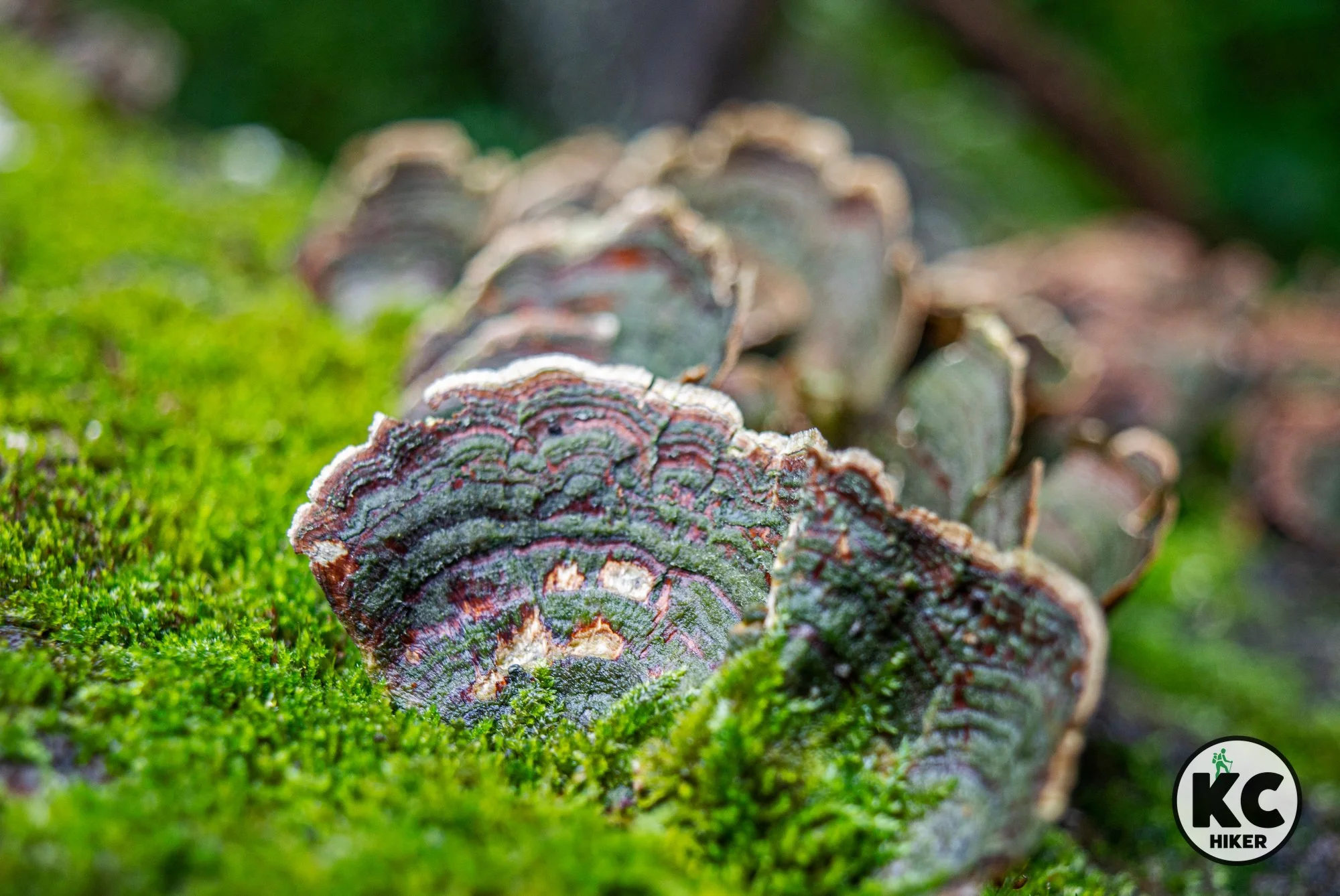 Tcha-To-Ga Trail at Lake Jacomo