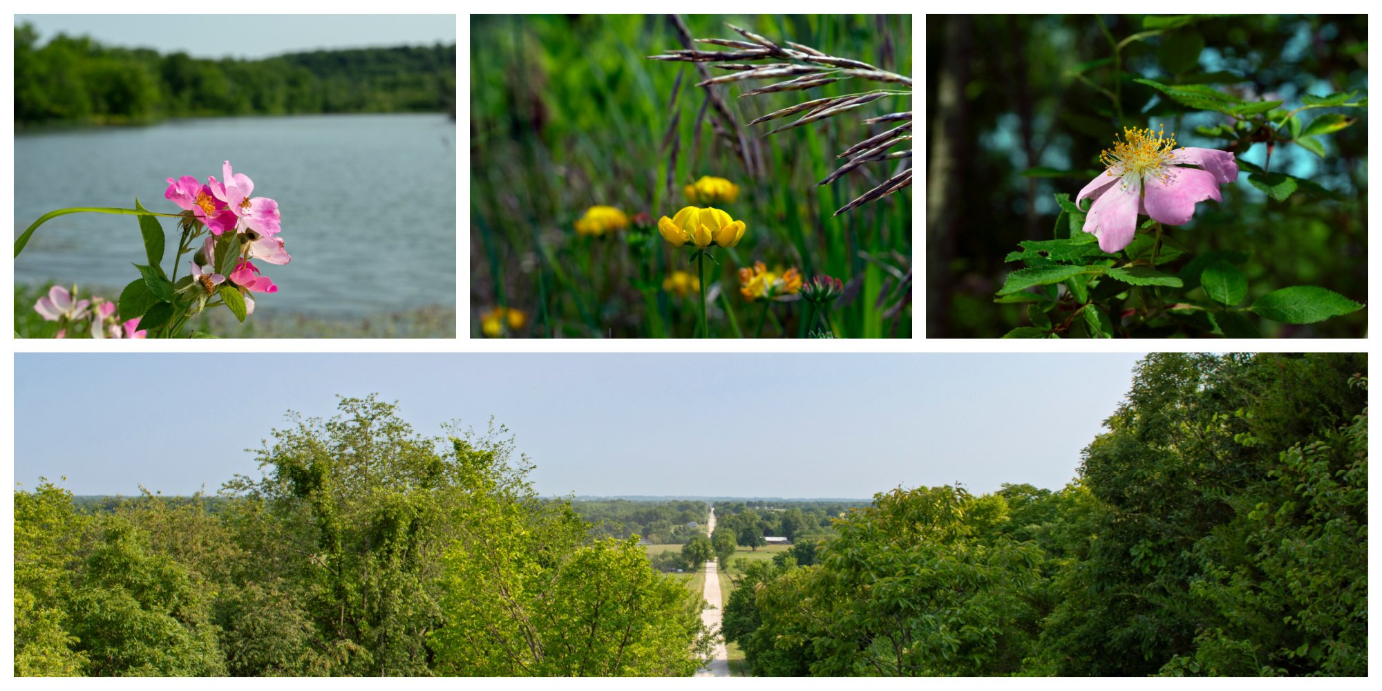 Adventures in Hiking: Bushwhacking through Cass County - KC Hiker