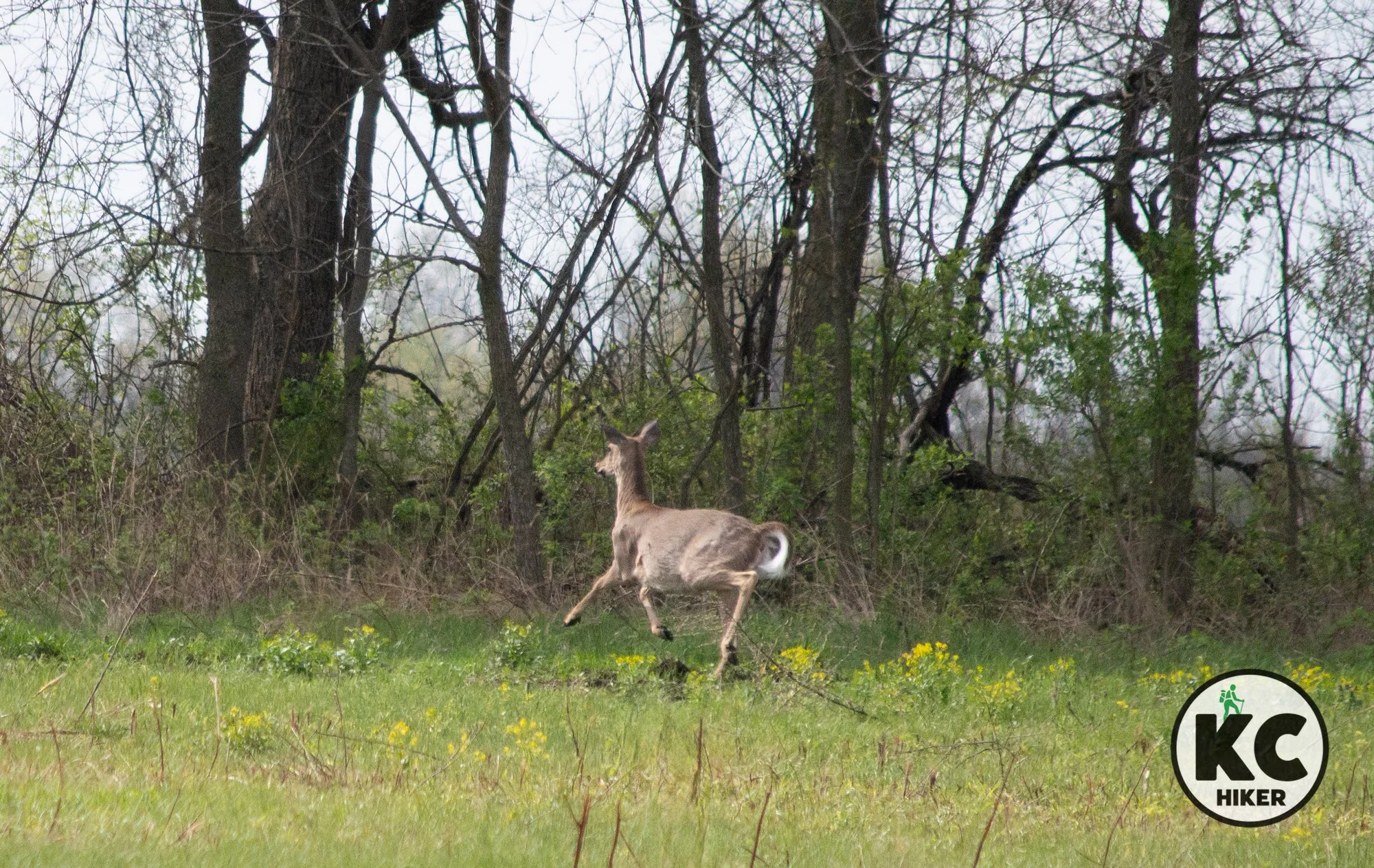 Jim Bridger Conservation Area, Lee's Summit, Missouri