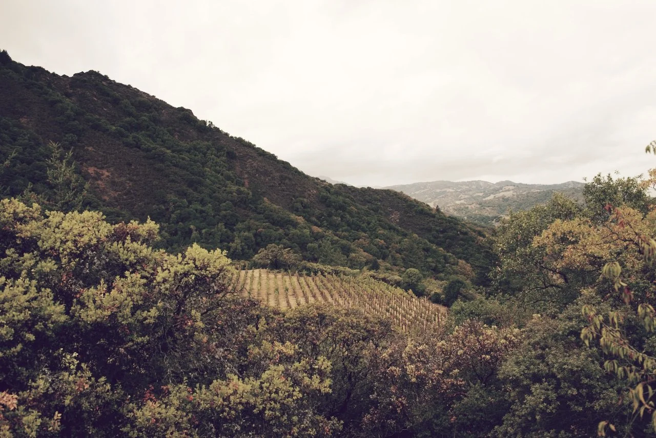 SHOP ALTA ORSA WINES