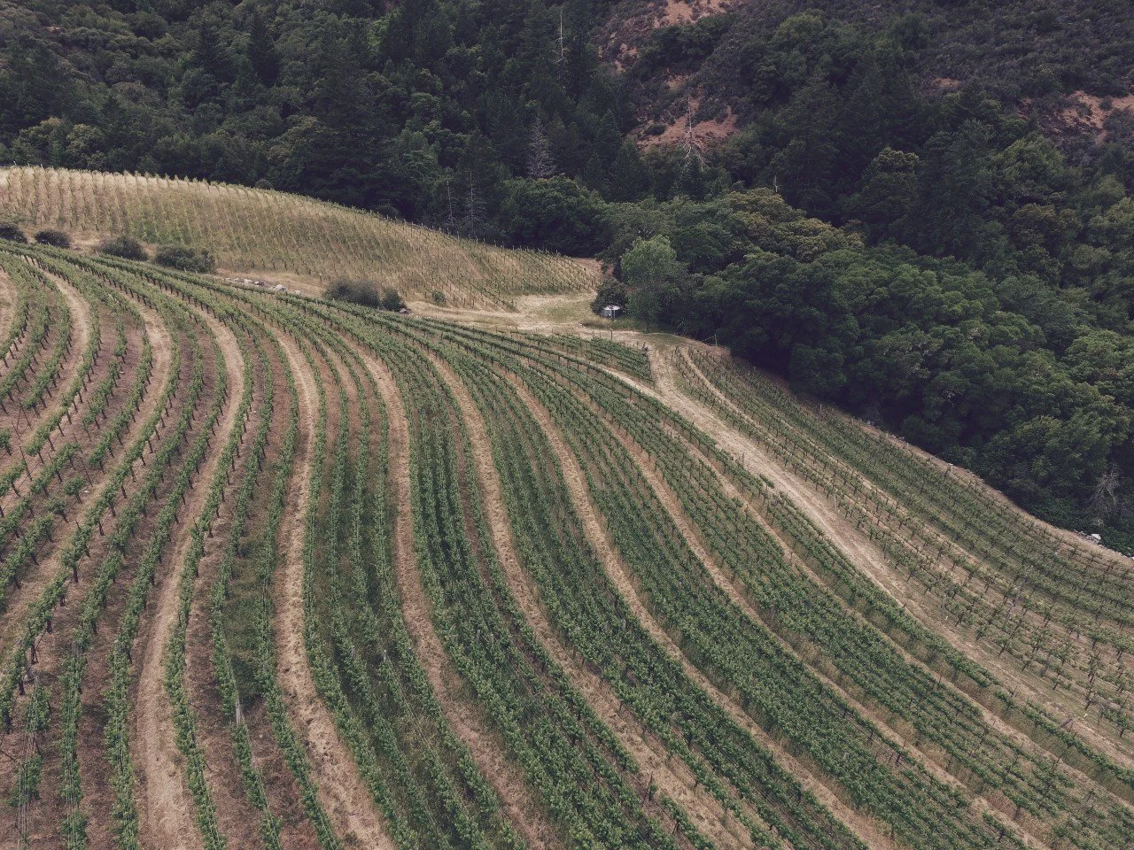 SHOP ALTA ORSA WINERY