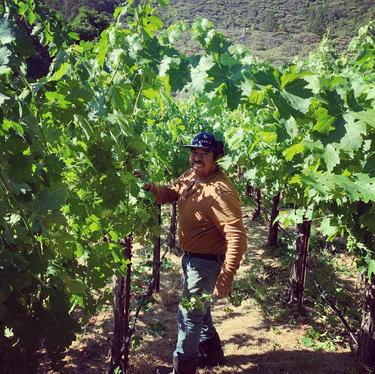 Where have we been hiding? In our favorite place&hellip; the vineyard. With the late spring rains the vines took off growing quickly. Now it&rsquo;s time for us to tuck, shoot thin, and remove leaves. This helps us get better light penetration to the