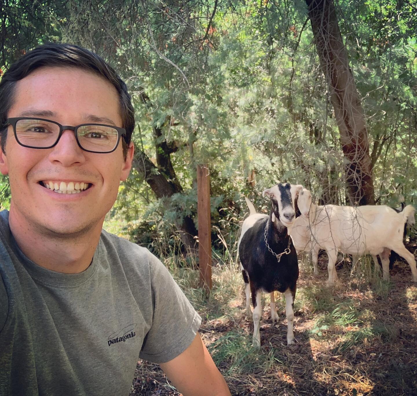 Today we welcomed five new goat friends to Alta Orsa! They were rehomed from near by Anderson Valley. They will help us clear overgrown brush and lots of poison oak all around the property to reduce fire risk&hellip; while leaving fertilizer pellets 