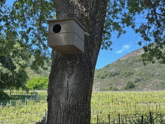 owl box.jpg