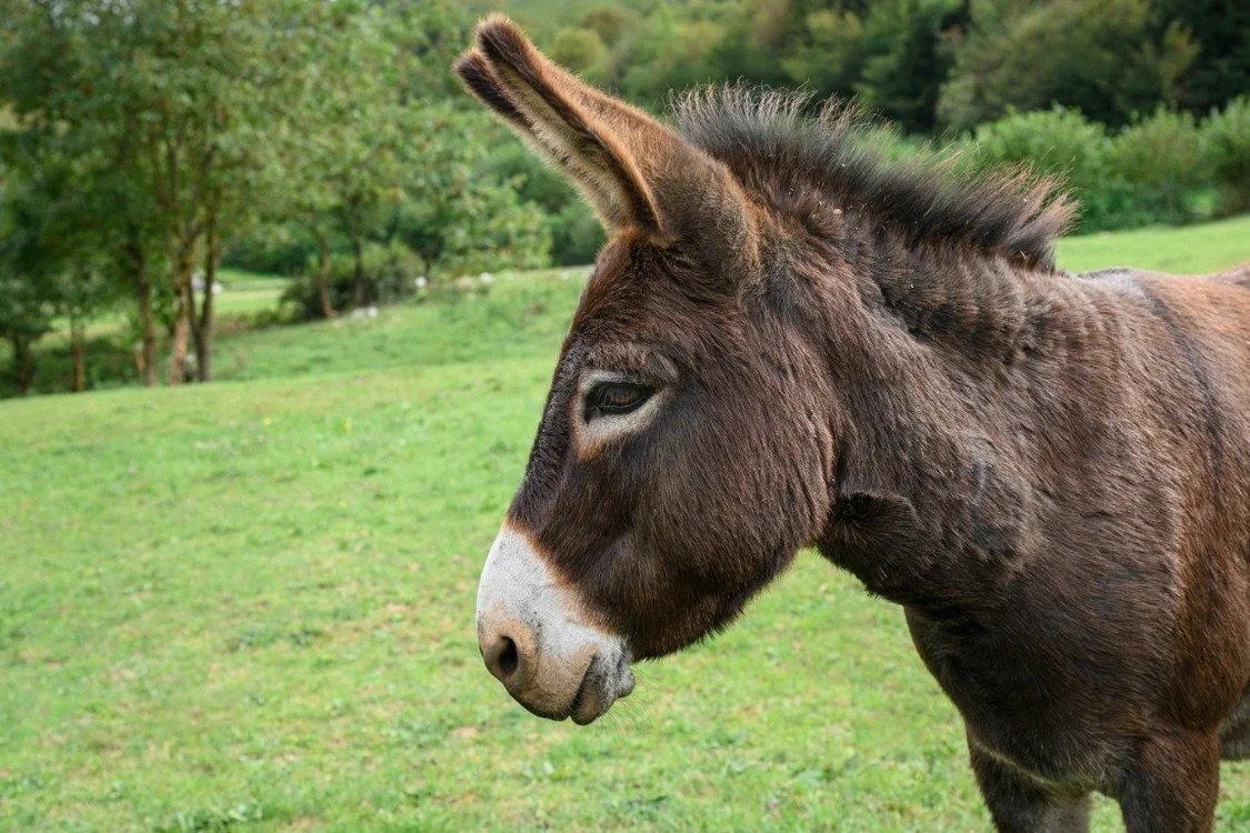 A Guide to Hopland for Visitors of Oscar’s Place