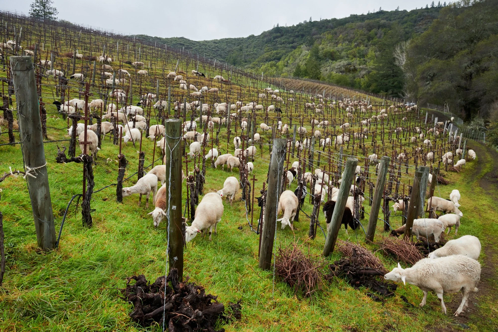 What Regenerative Means to Us