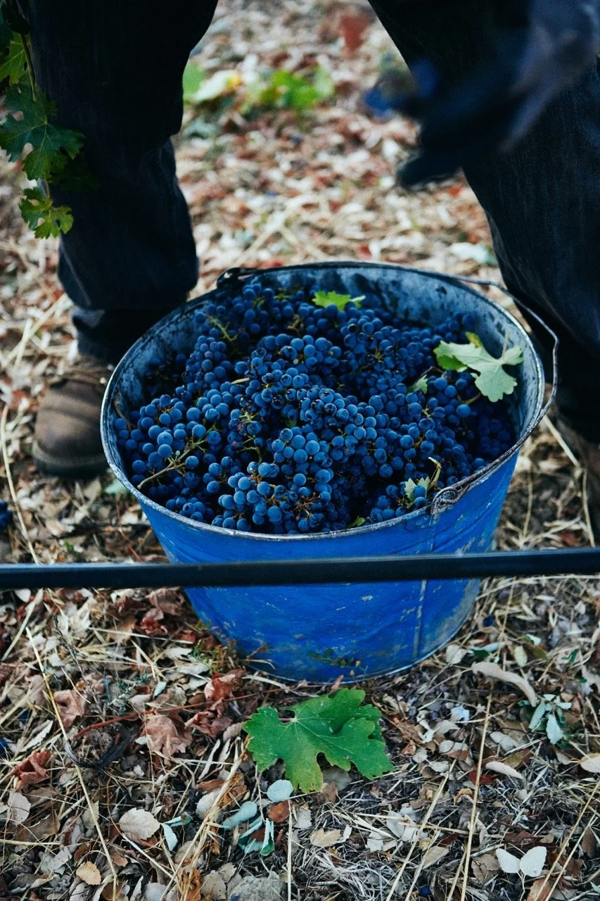 The Long Patience of Cabernet Sauvignon