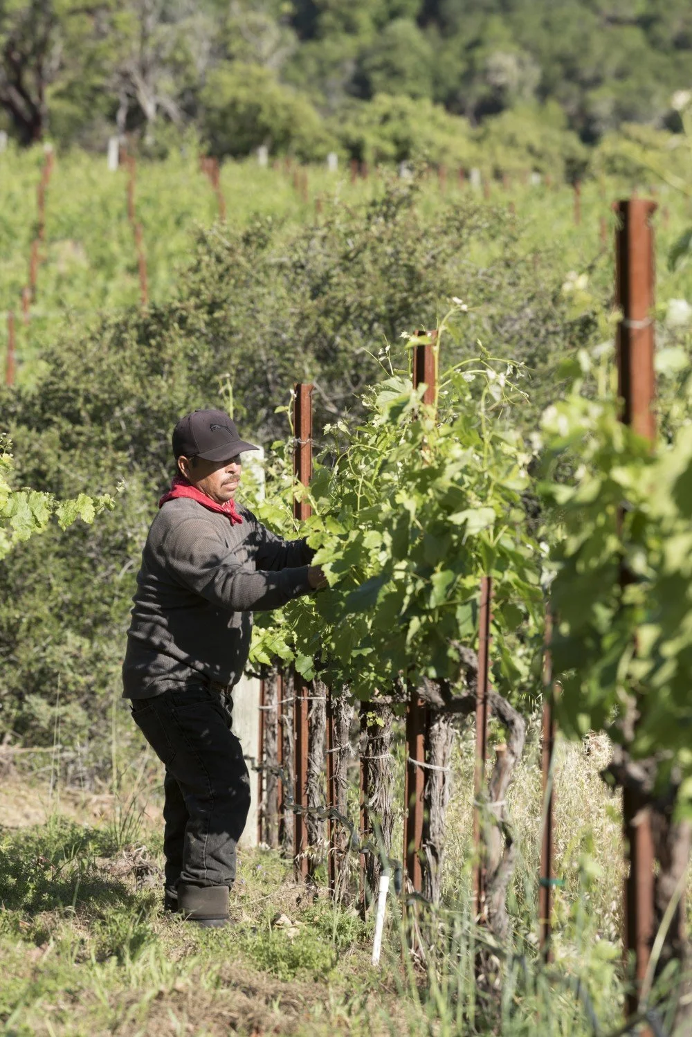 Vineyard Steward at Alta Orsa