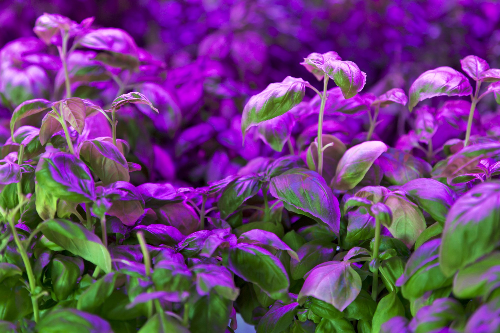 iStock-174847564-(1).jpg