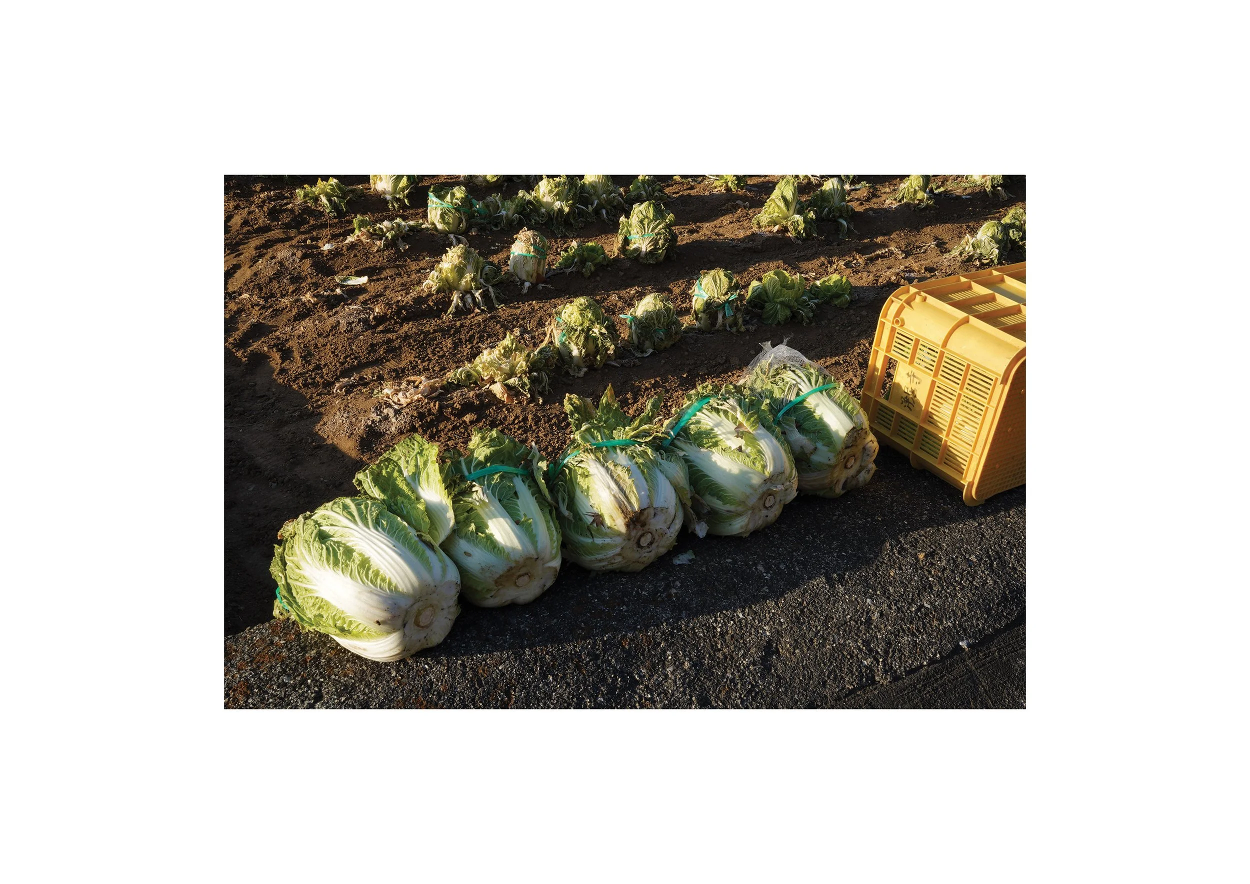 touch-cabbage - Ren Buenviaje.jpg