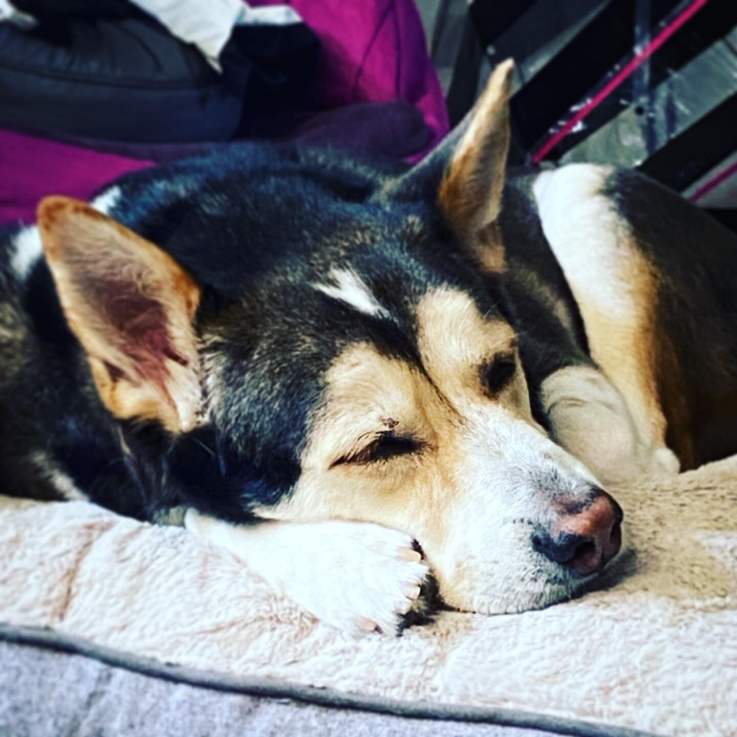 Sleeping Buddy... 

#socute #sleepingbuddy #buddythedog #buddythelovedog #sleepingdog #rescuedogsofinstagram #shepsky #huskymix #huskyshepherd #mybuddy
