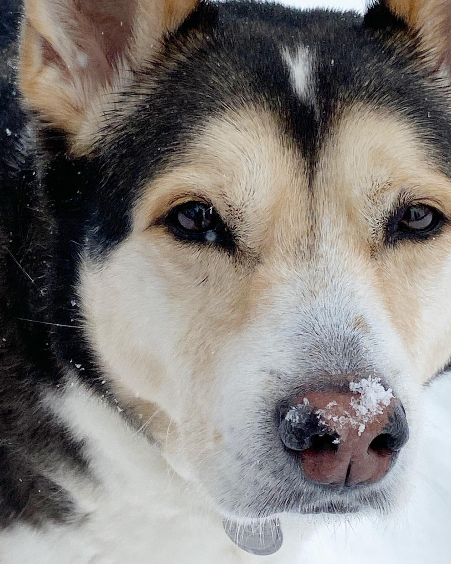 More snow day pics to come. For now just this. ❄️🐶❄️

#snowdog #huskymix #buddythelovedog #buddydog #mybuddy #snowday #dogportrait #dogcloseup #shepsky #rescuedogsofinstagram