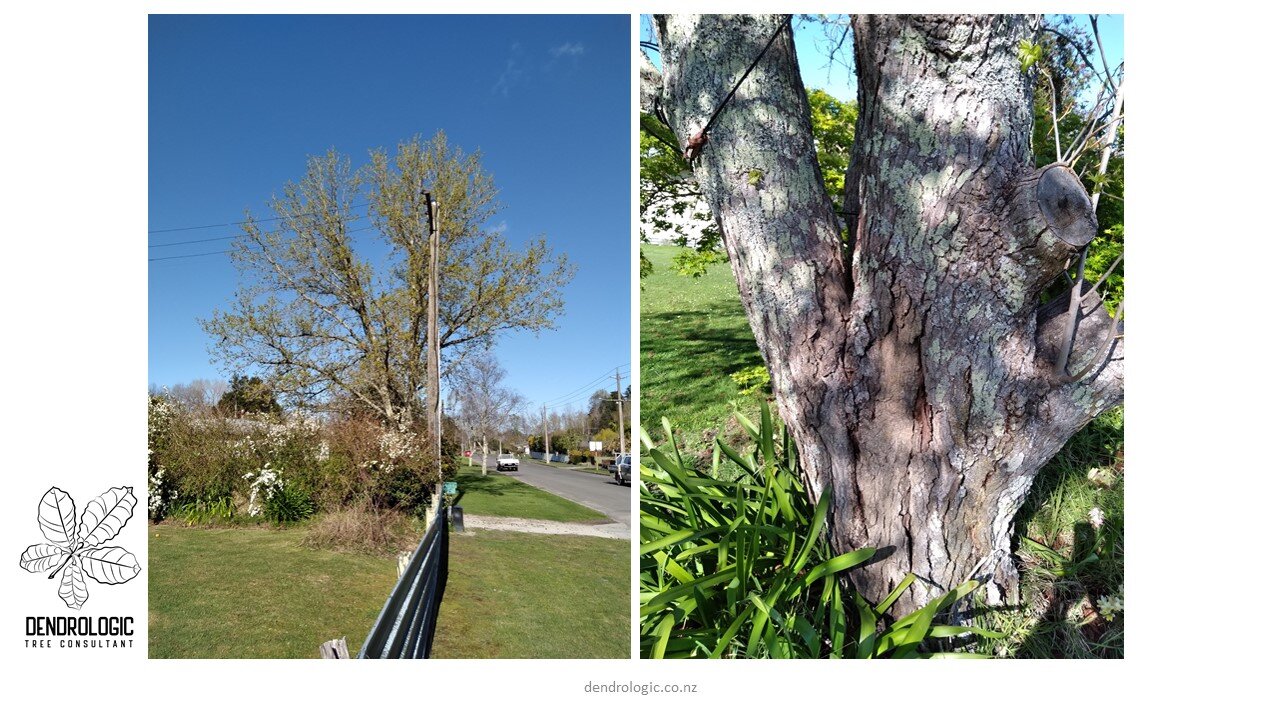 PruningMatureTrees-7.JPG
