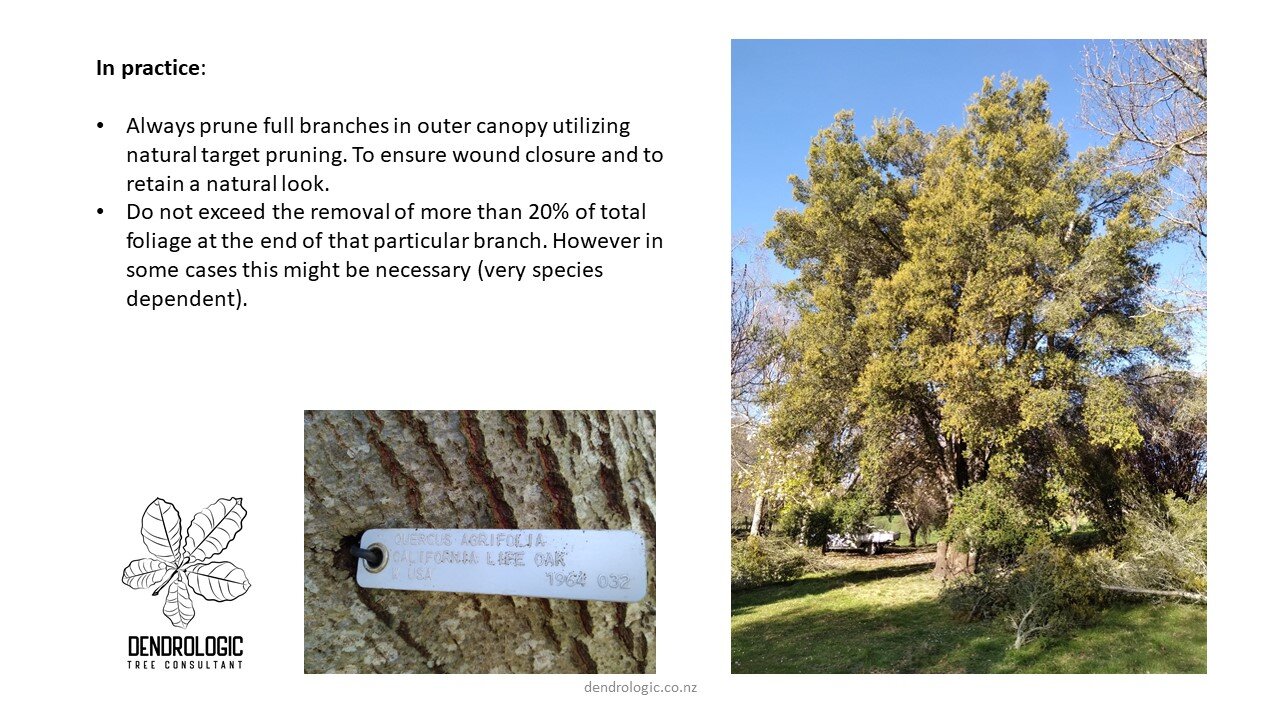 PruningMatureTrees-12.JPG