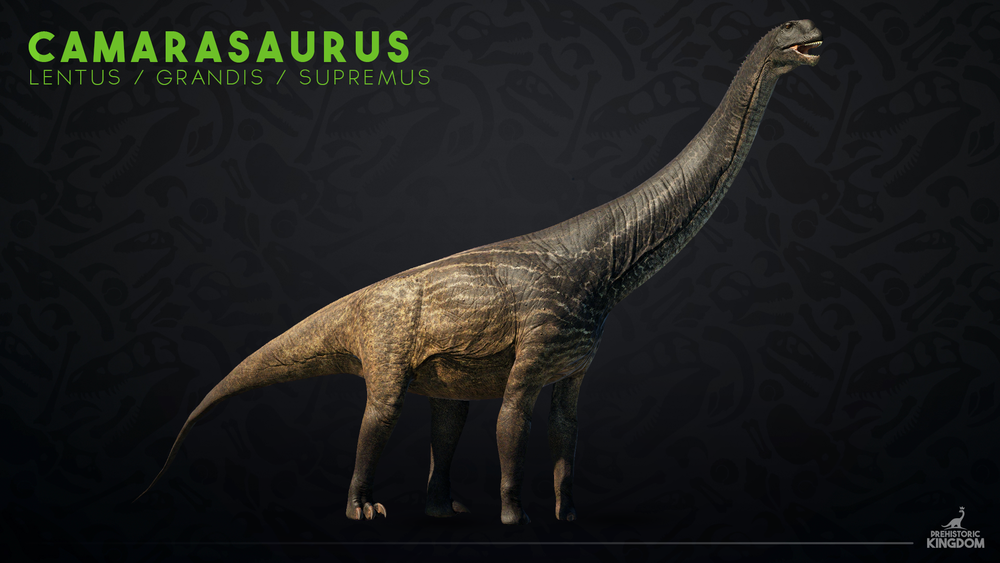 Camarasaurus.png