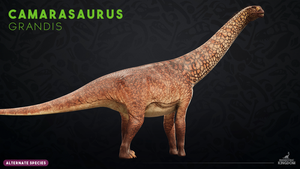 Camarasaurus grandis