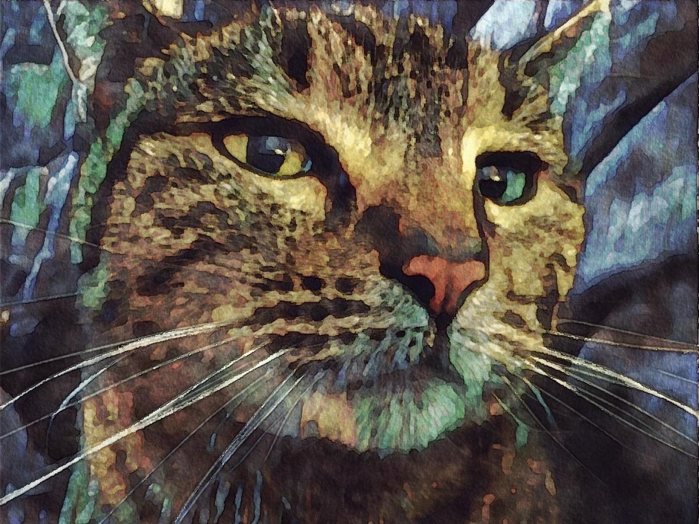 The Serious Cat.jpeg