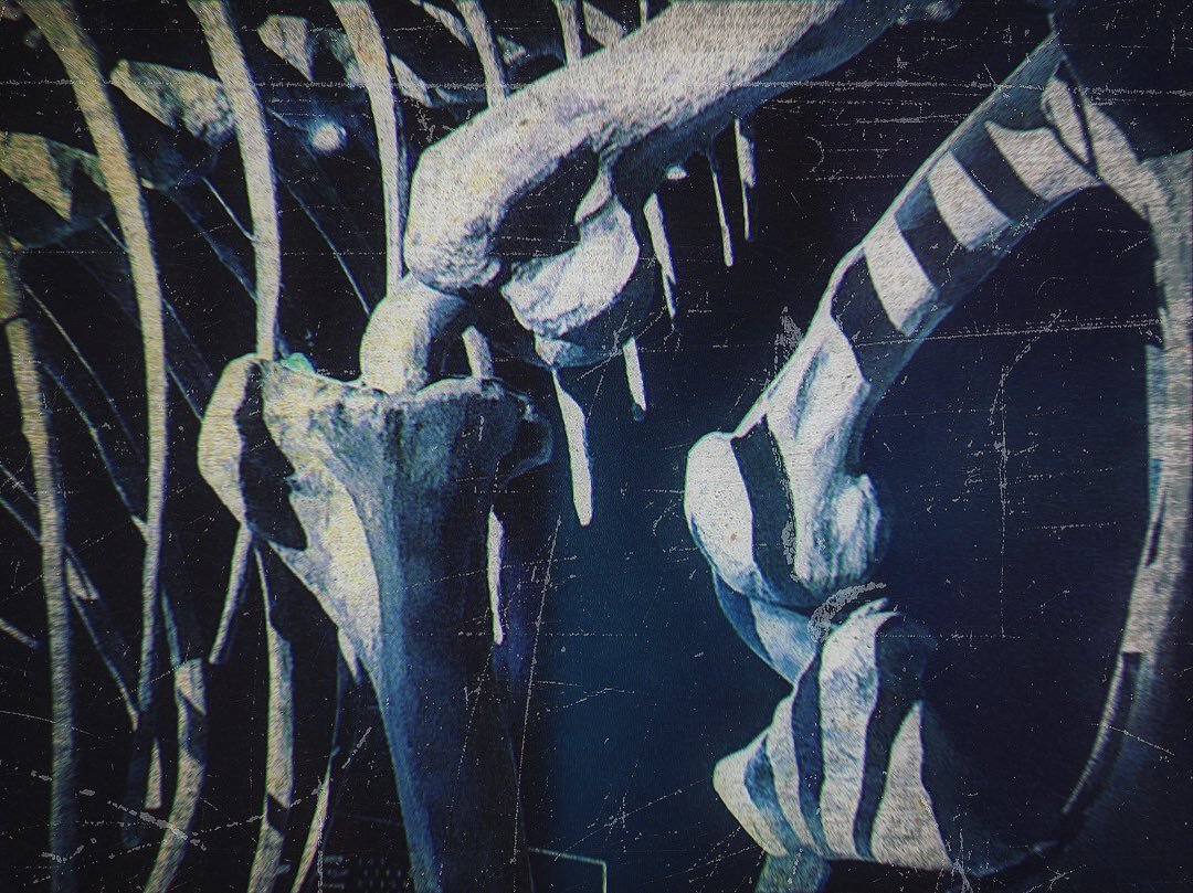 T. Rex bones.jpeg