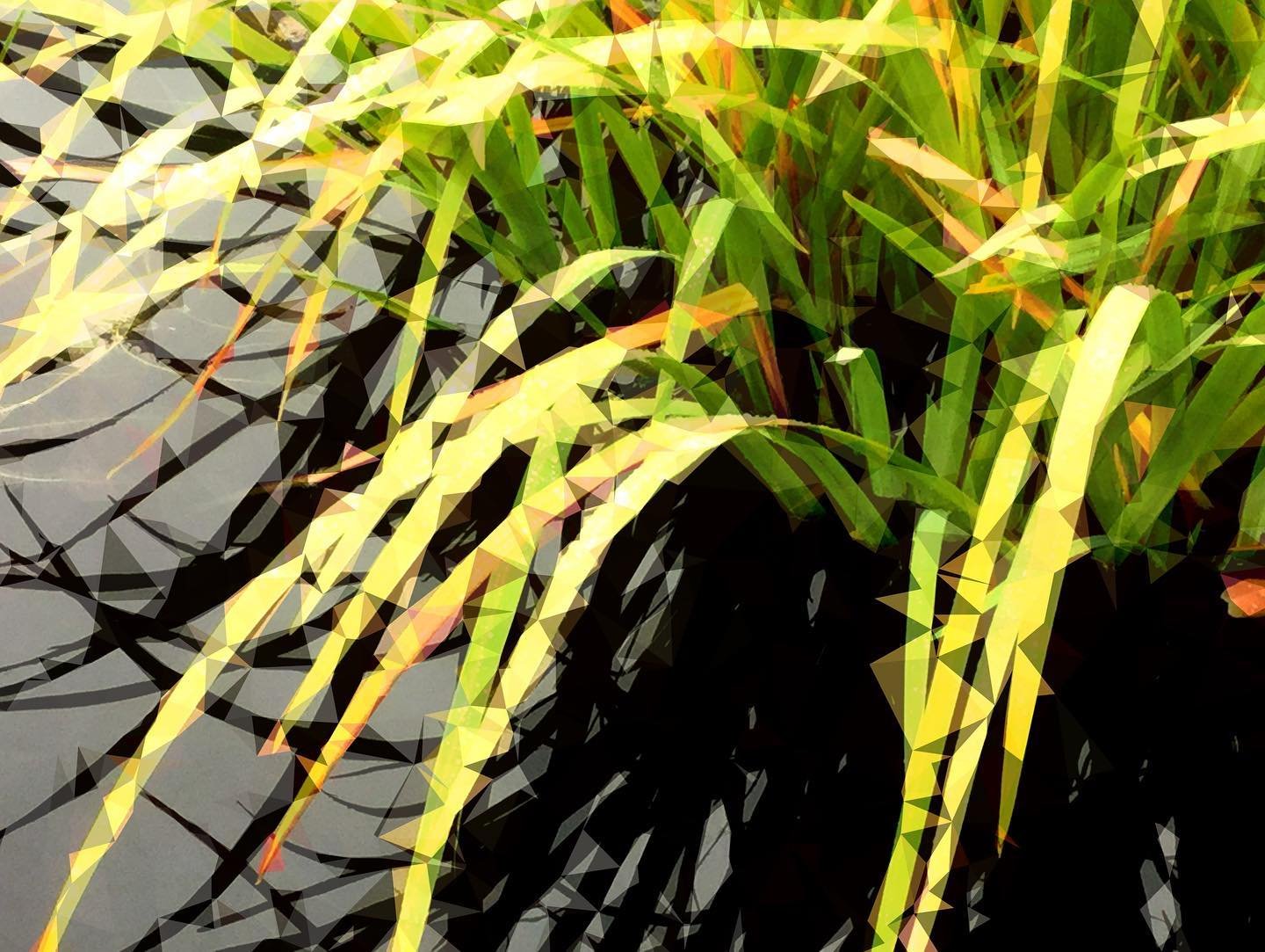 Lily Pond4.jpeg