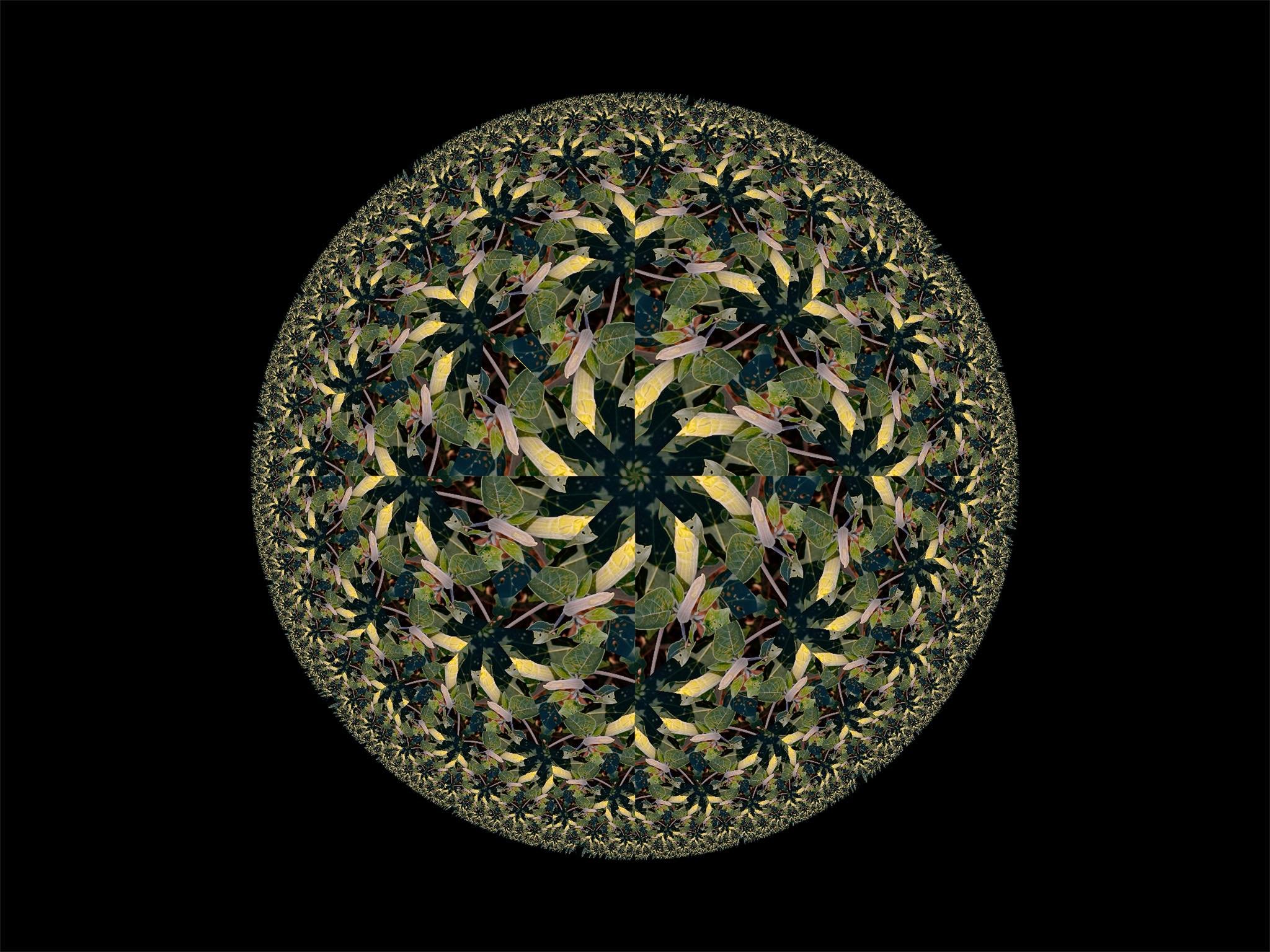 trip on datura3.jpg