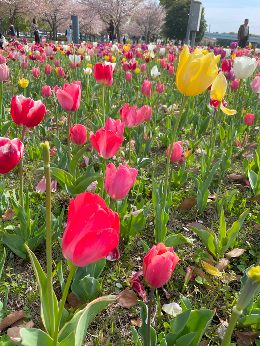 Tulips.png