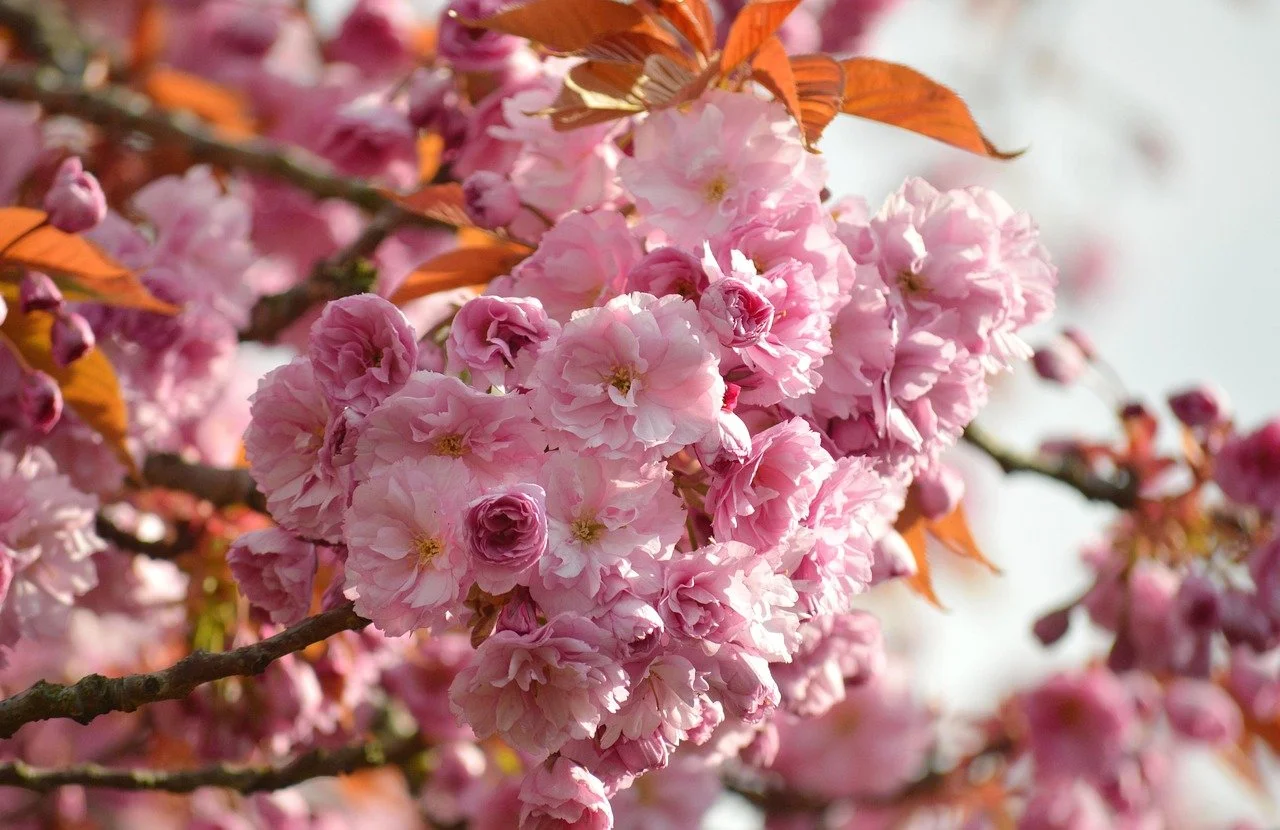 Cherry_Blossom.jpg
