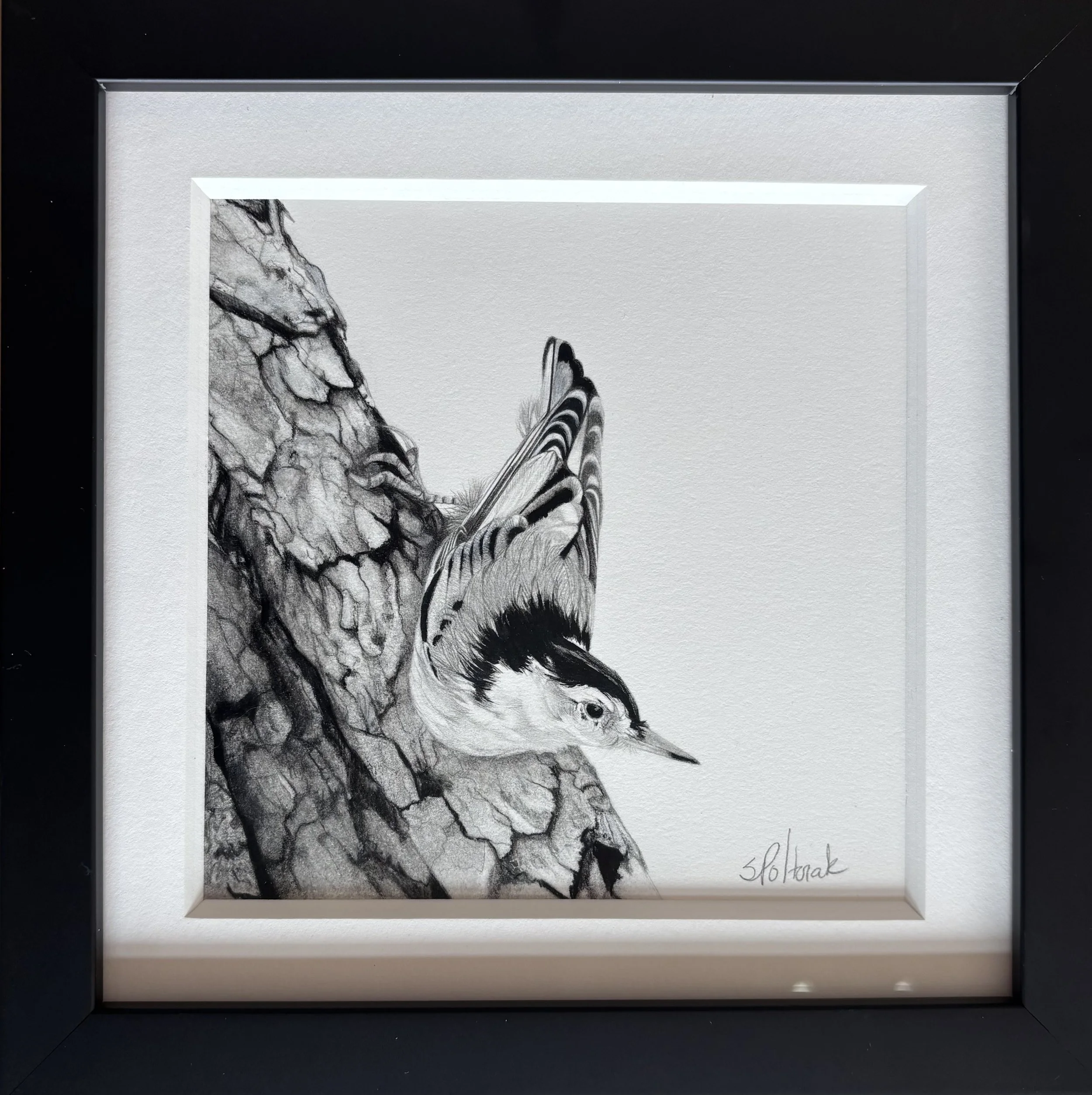 2025 - "Backyard Birds: White Breasted Nuthatch on Cottonwood Tree"/Pencil, 9" x 9" framed, AVAILABLE