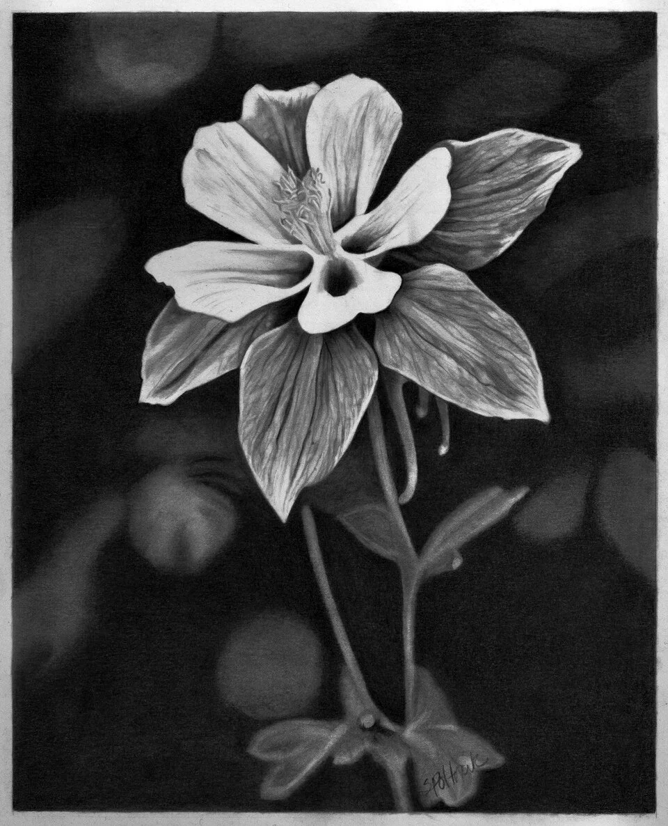 2015 – Columbine Praise / Graphite pencil, 10” x 8” / SOLD