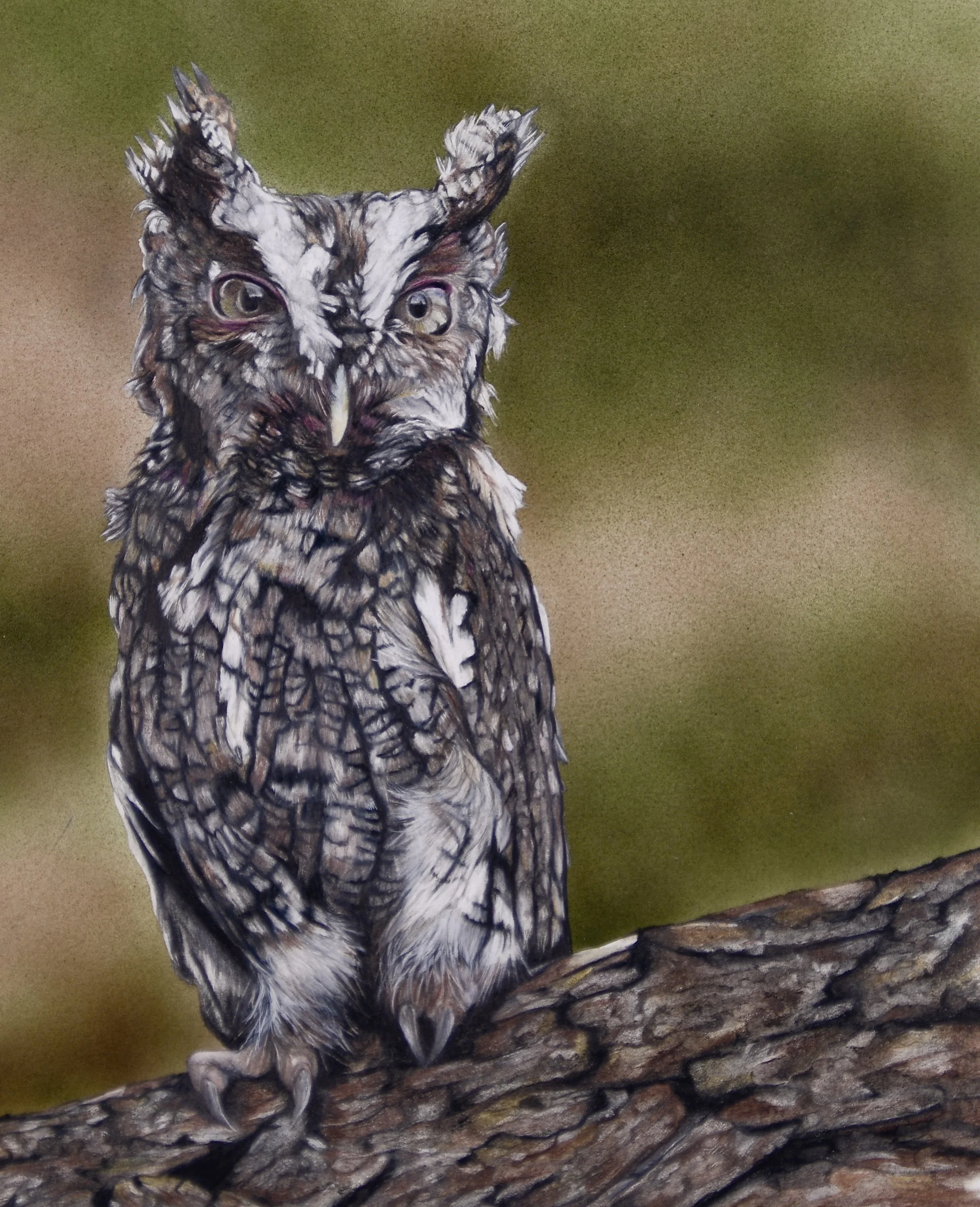 2024 - "Otus" (screech owl)/pencil with airbrush background, 13" x 15" framed, commissioned piece, Unavailable