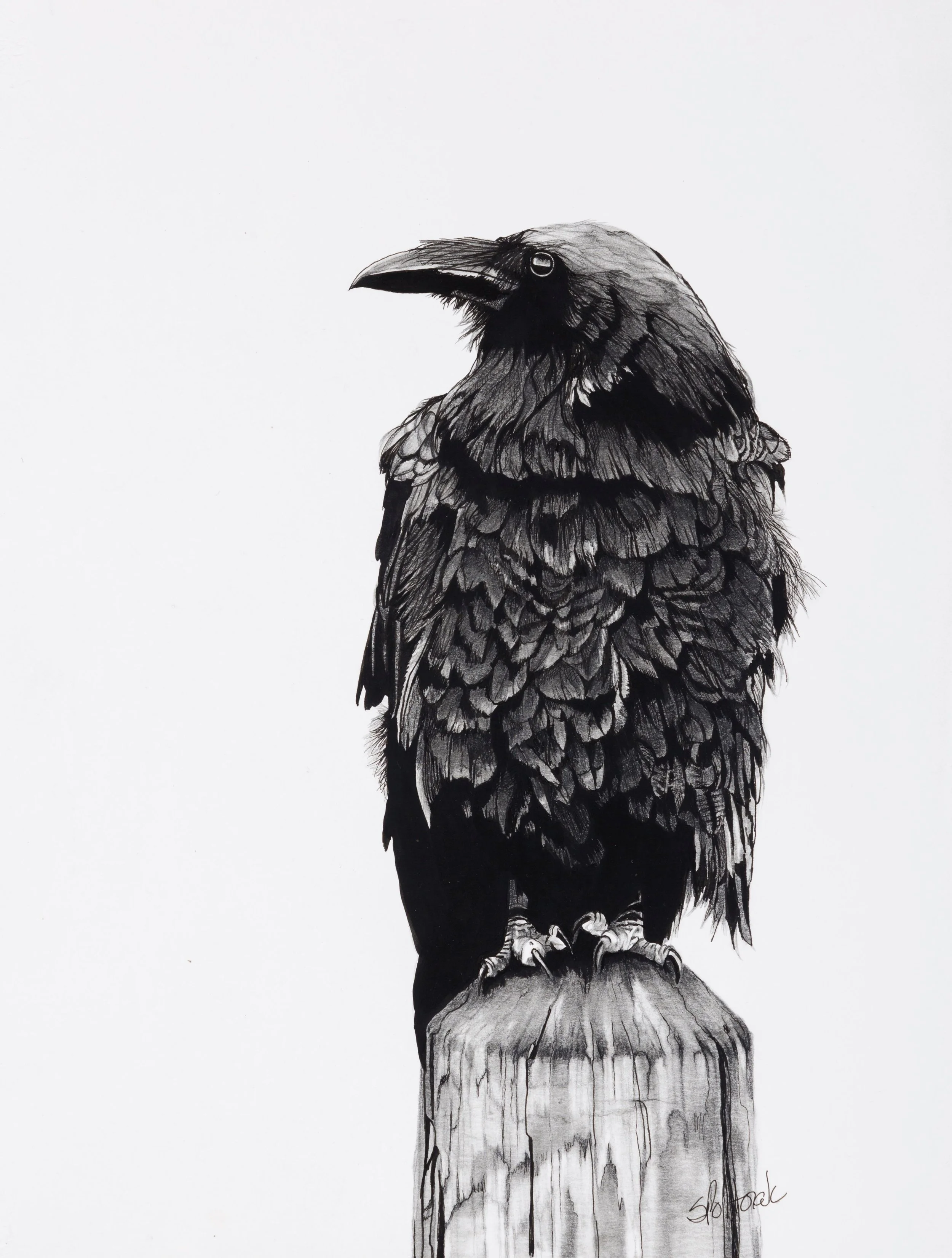 2022 - Line of Sight/Pencil and Ink, 18" x 13", SOLD