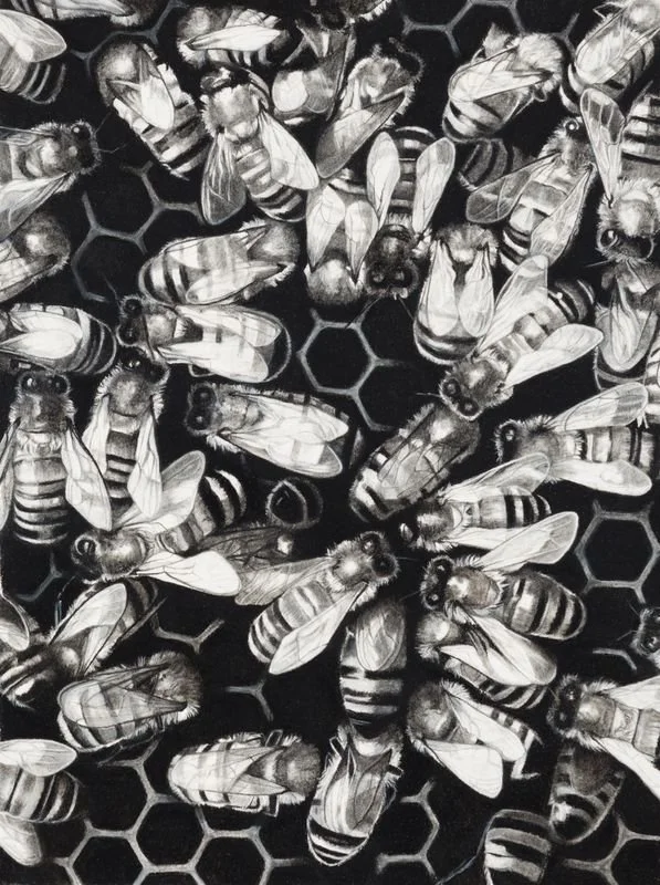 2022 - "Bee Line", Pencil and Charcoal, 18" x 13" framed, SOLD