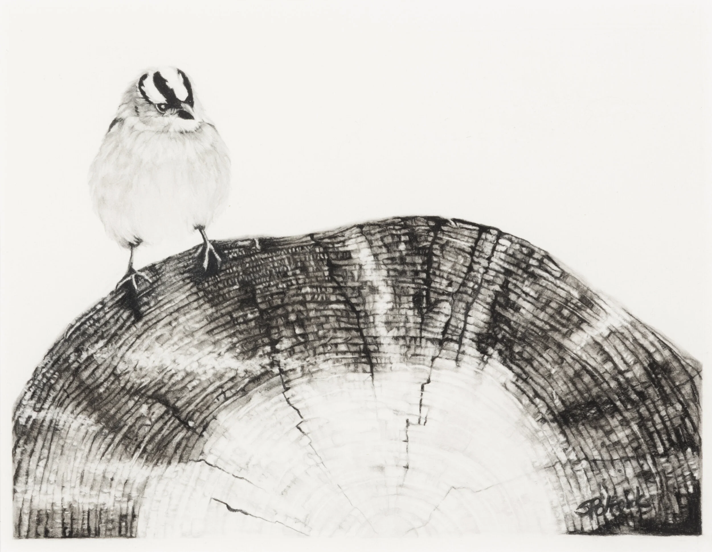 2020 – Woodpile Visitor / Charcoal and graphite pencil, 8” x 10” / SOLD