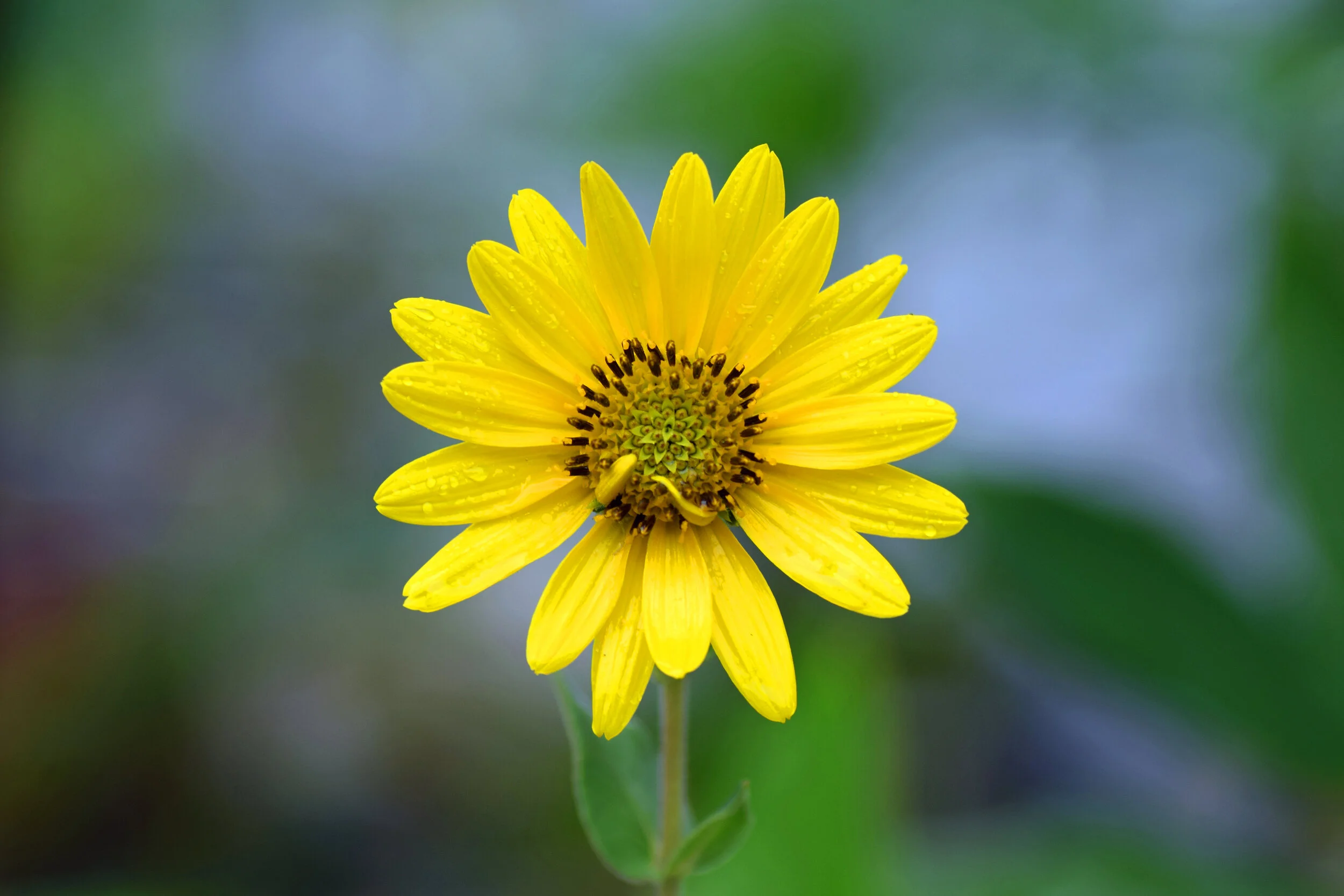 39295778975_dd8a273270_o.jpg