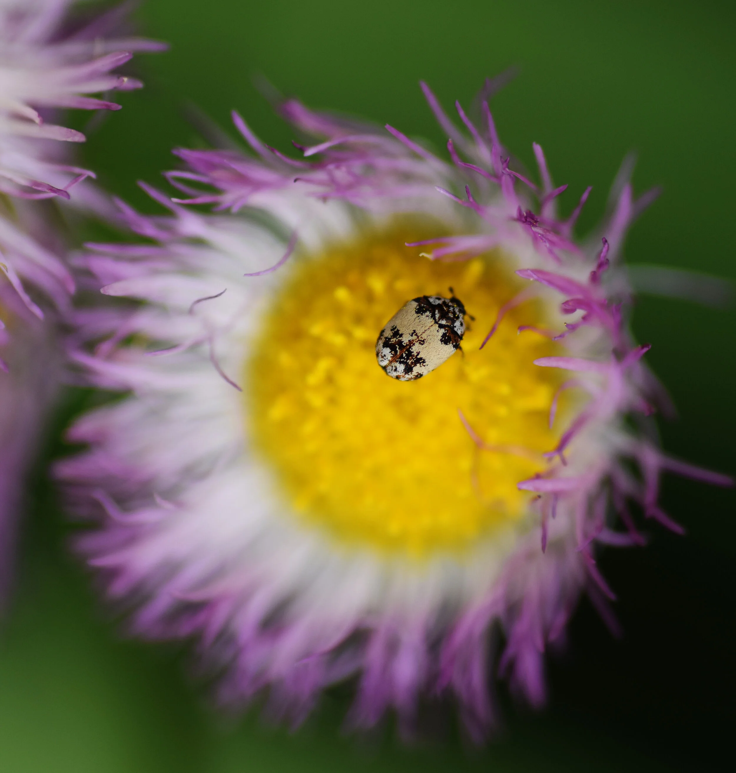 36164208725_f0279e5559_o edit.jpg