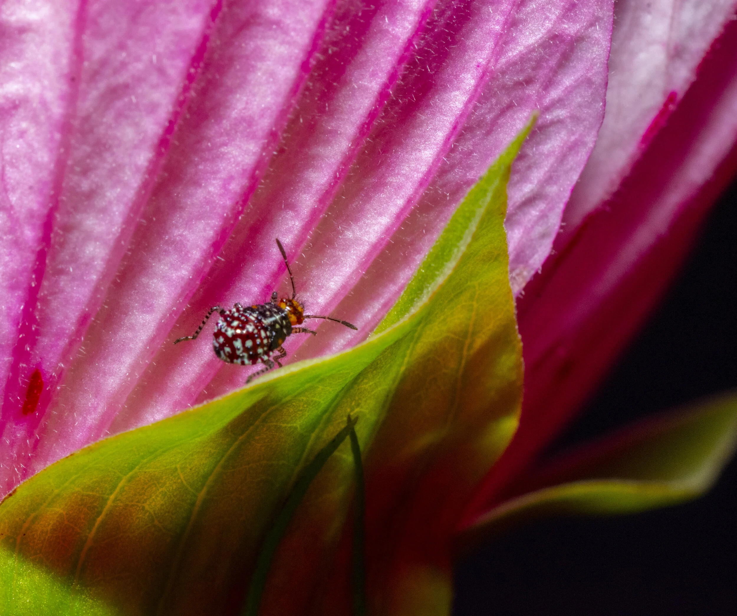 45804352832_1c80b33e03_o edit.jpg