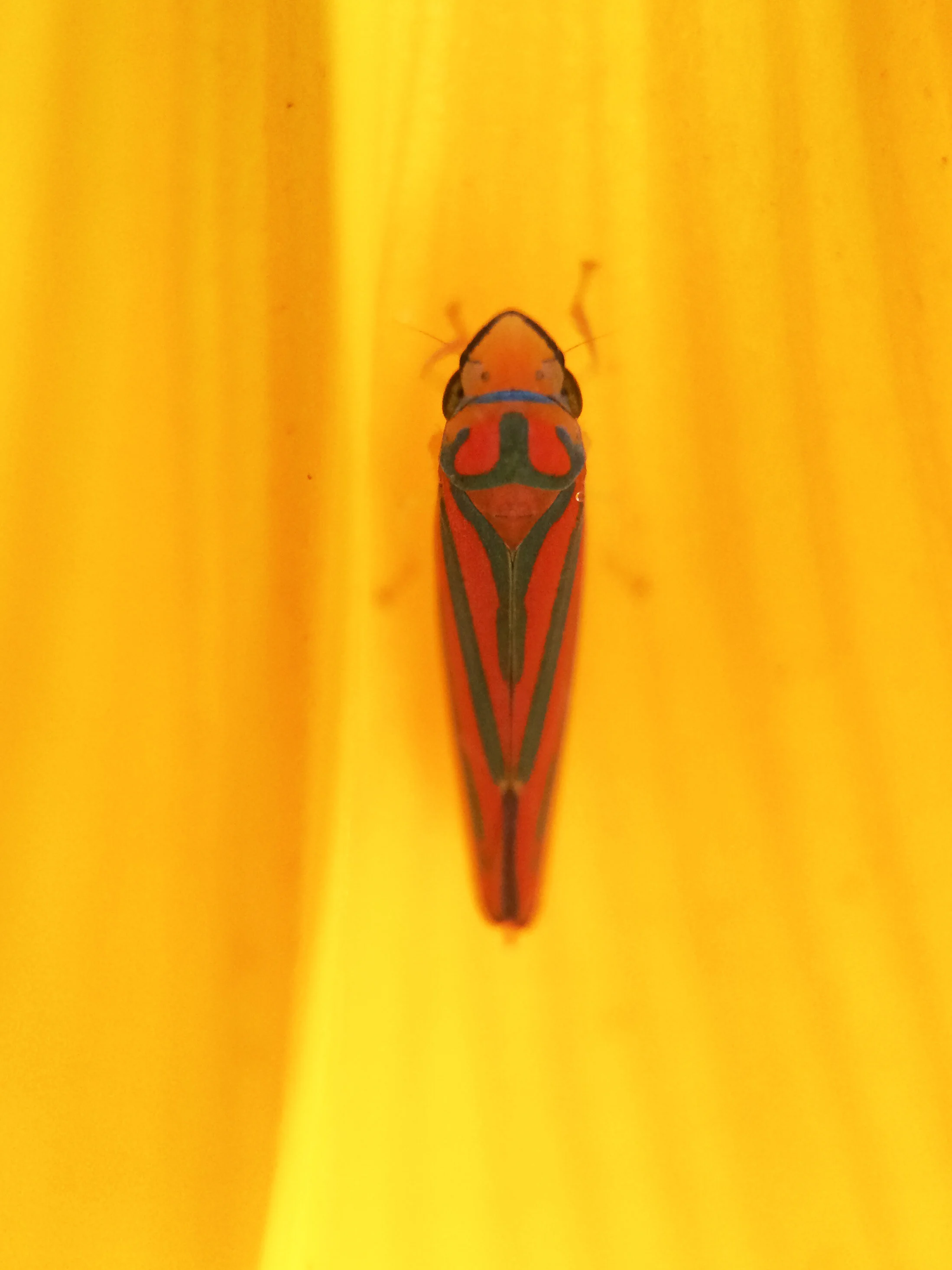 15609384256_0271a07bf6_o.jpg
