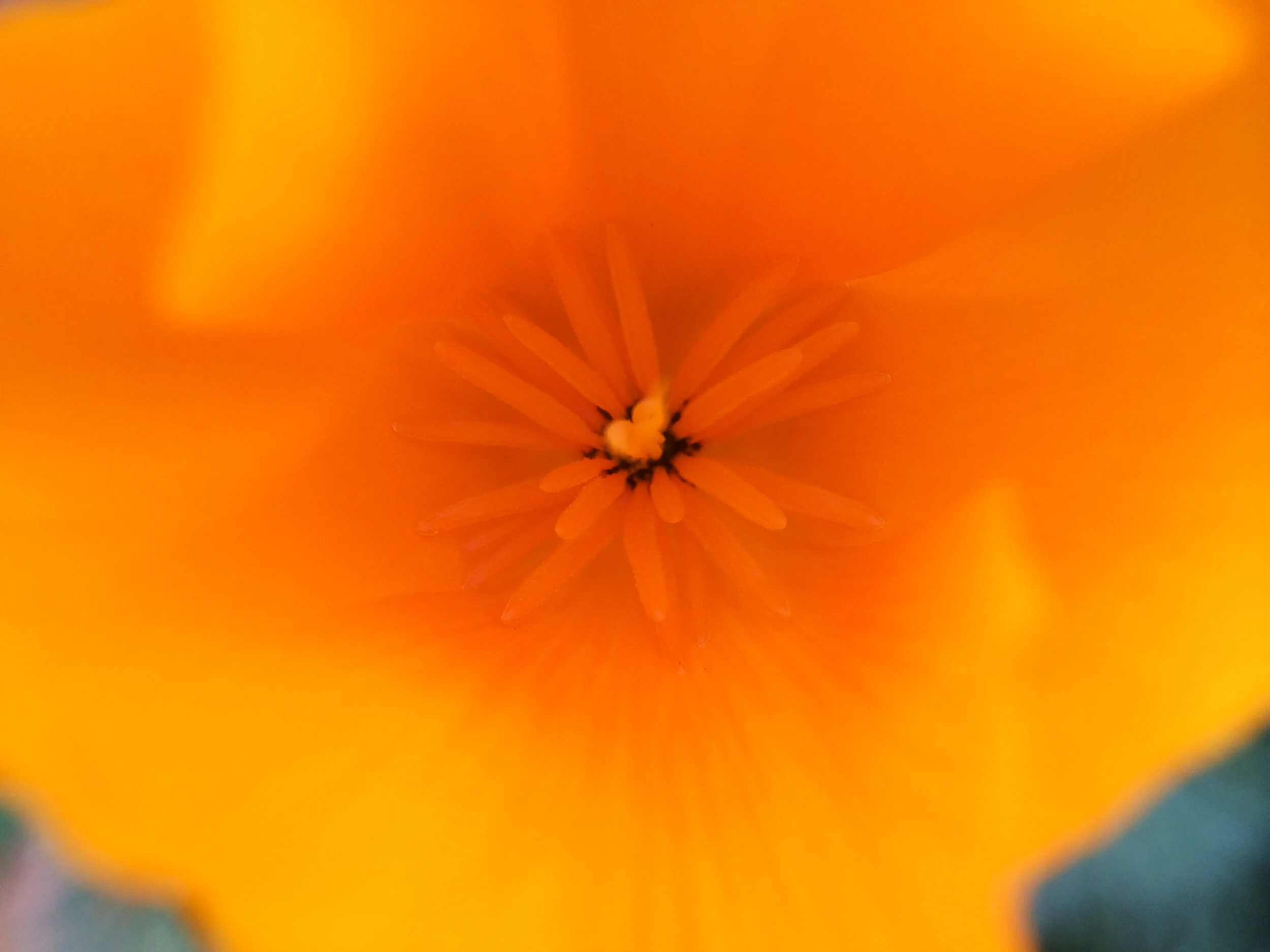 15670122565_35e288194a_o.jpg