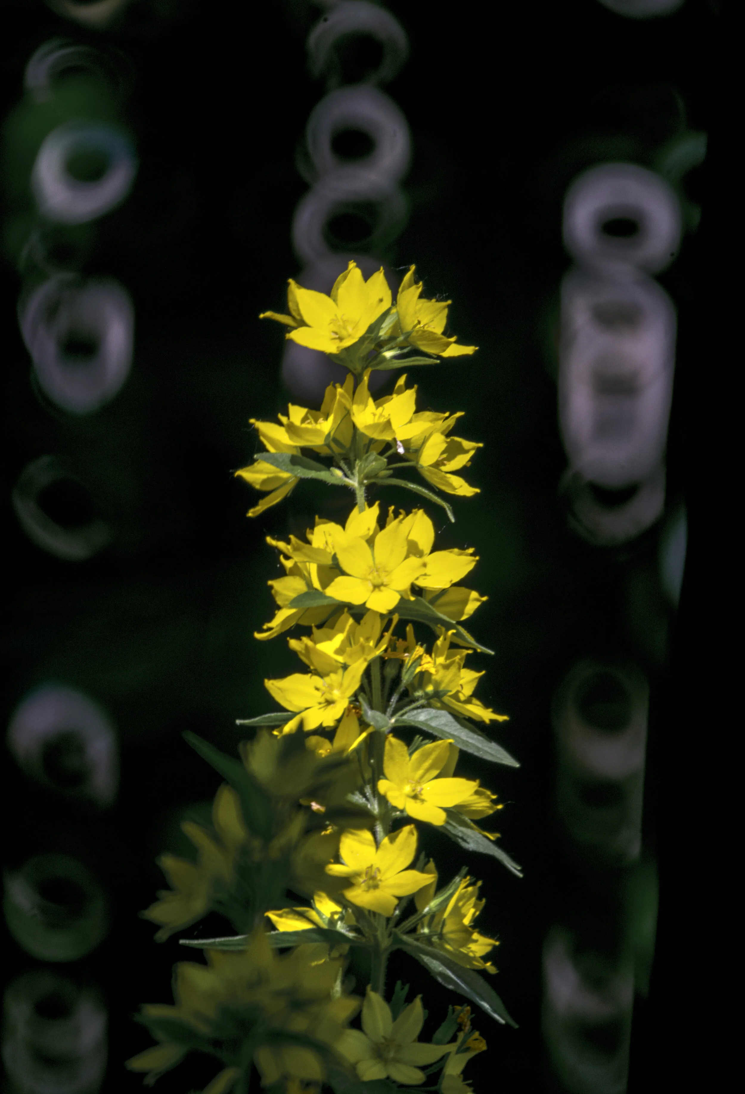 DSC_0474 reedit.jpg