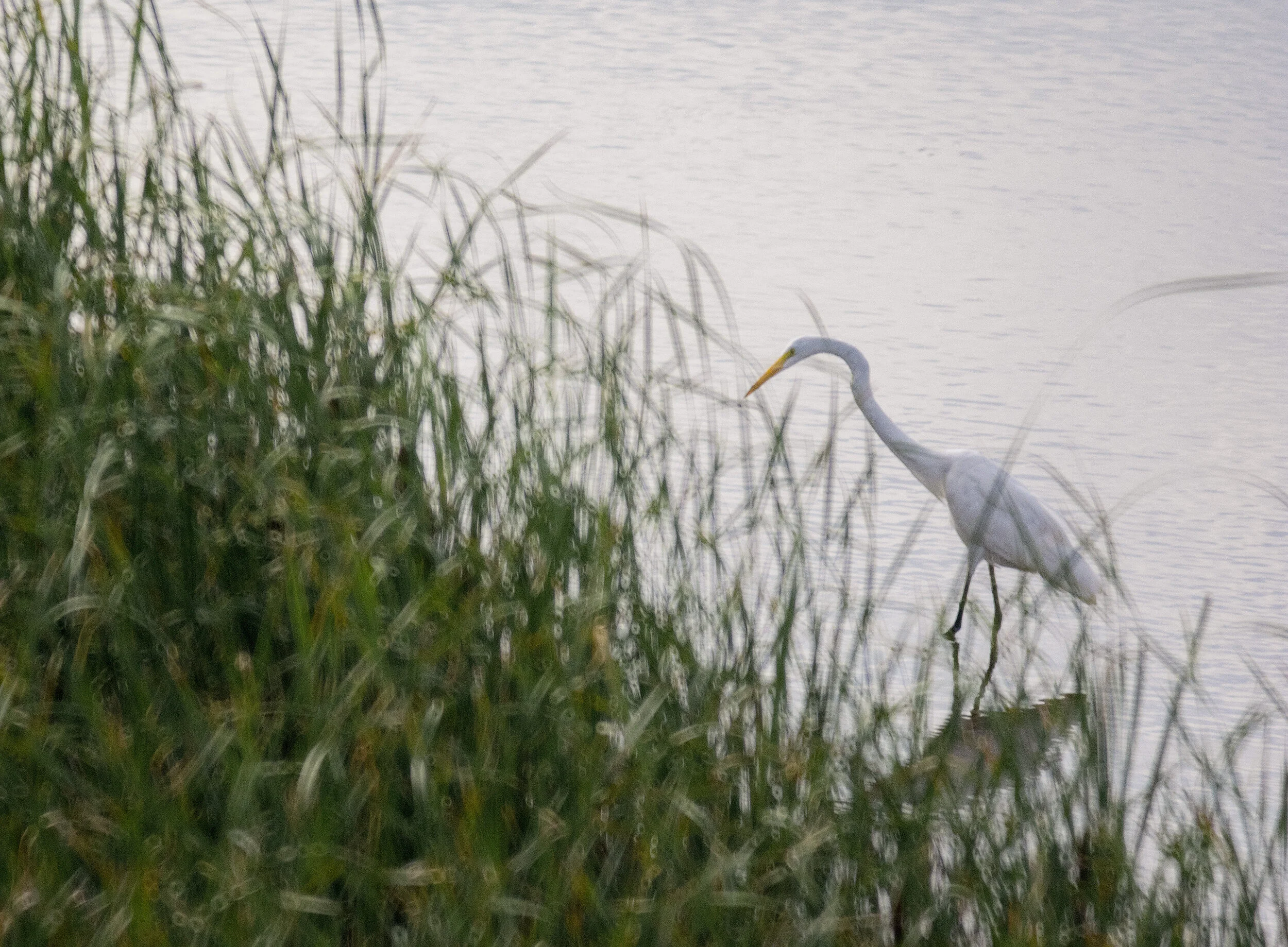 DSC_0769 reedit.jpg