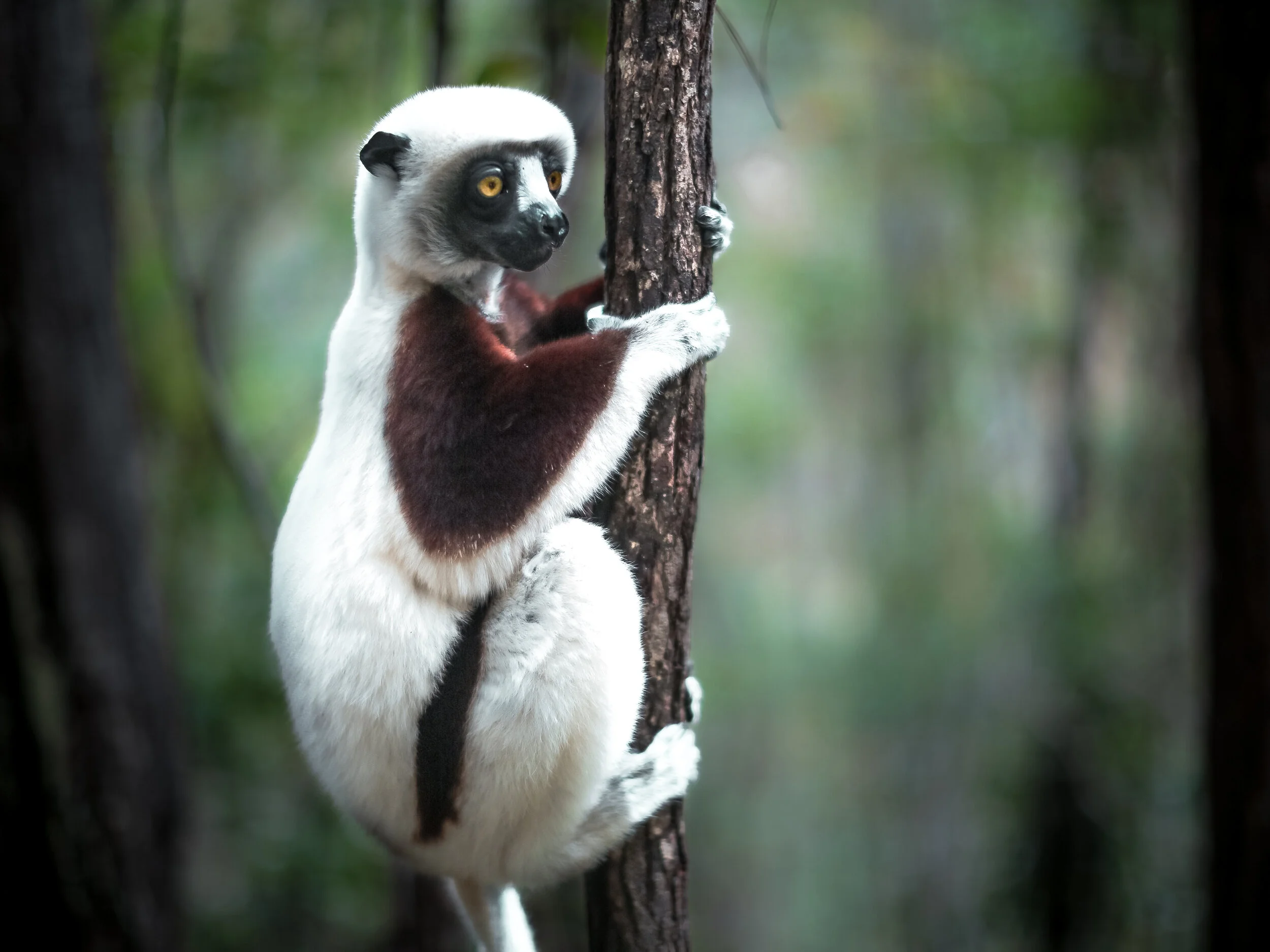 Madagascar Lemur-4.JPG